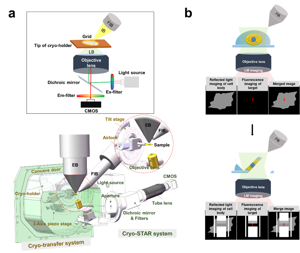 Design and principle of ELI-TriScope (a) Schematic diagram and design drawing of ELI-TriScope in its operational mode. Each part of the system is labelled and described. IB, ion beam. LB, light beam. EB, electron beam. FIB, focused ion beam. (b) Working principle of ELI-TriScope. The ion beam and light beam are simultaneously focused on the area of interest of the cryo-specimen. The reflected light image recorded by the camera displays the cell body, and the target signal in the fluorescence image is used to navigate cryo-FIB milling.