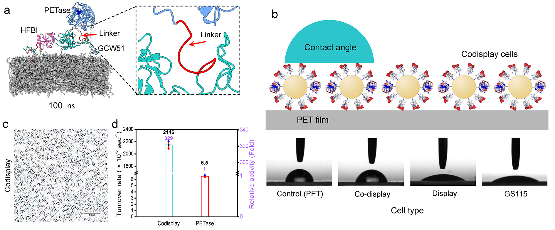 (a) Molecular dynamics simulation diagram of adhesive unit hydrophobin HFBI and degradation unit PETase codisplayed to yeast cell surface at 100 ns. (b) Schematic diagram of the WCA experiment and image of the WCA experiment. (c) The adsorption of the codisplay cells on the hcPET surface. (d) Comparison of the turnover rate of the codisplay cells and purified PETase under the optimal conditions using PET as a substrate.