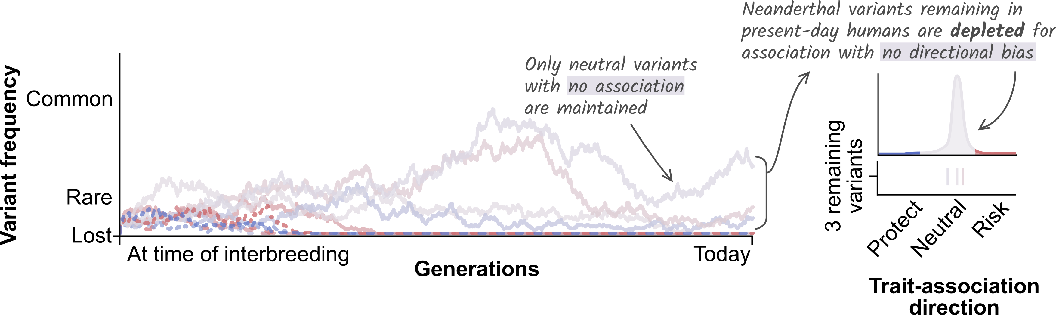 Diabetes allele frequency