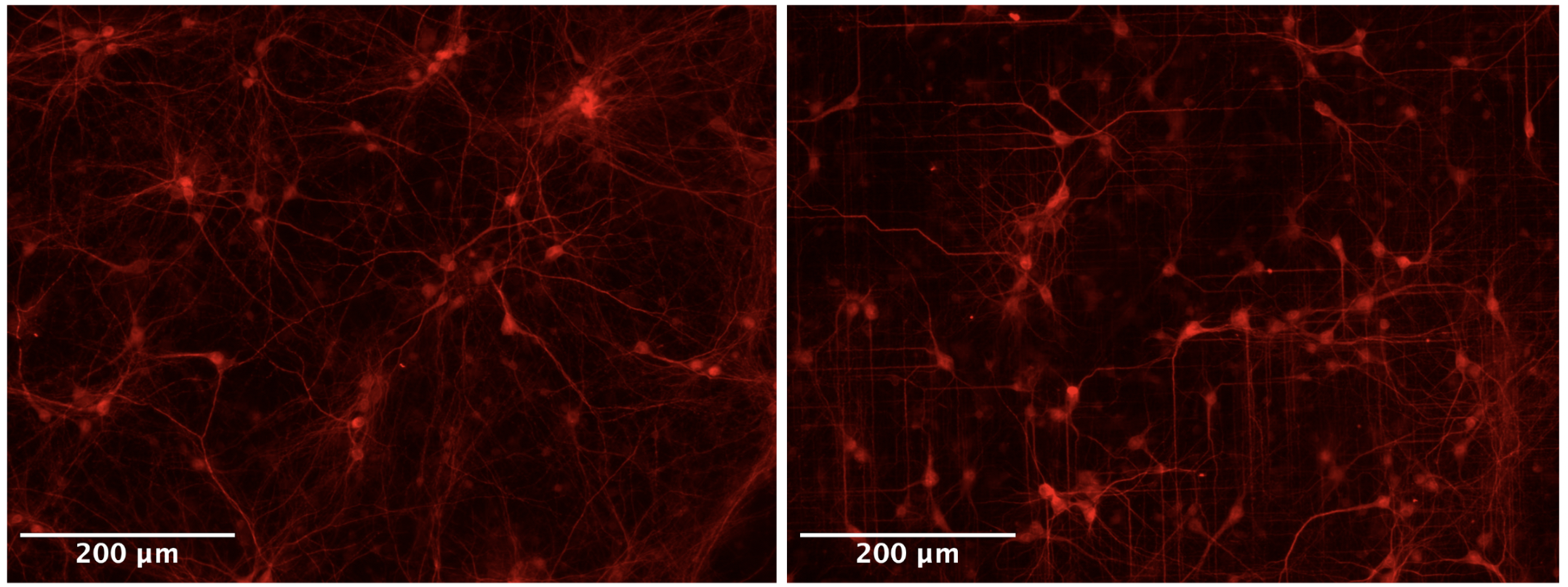 Figure 1. Morphological patterning of single neurons on flat and nanopillar arrays.