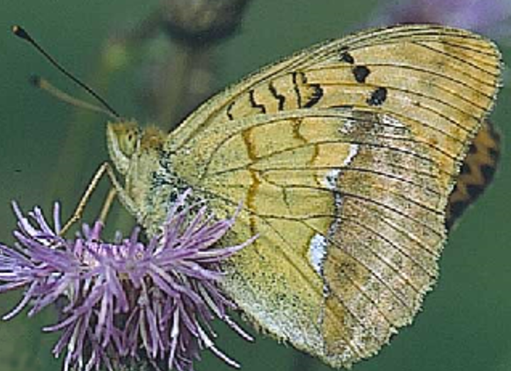 The Pallas' Fritillary (Argynnis laodice) represents a species known for its expanding ranges in response to climate change and altered land use. Photo credit: Markus Franzén.