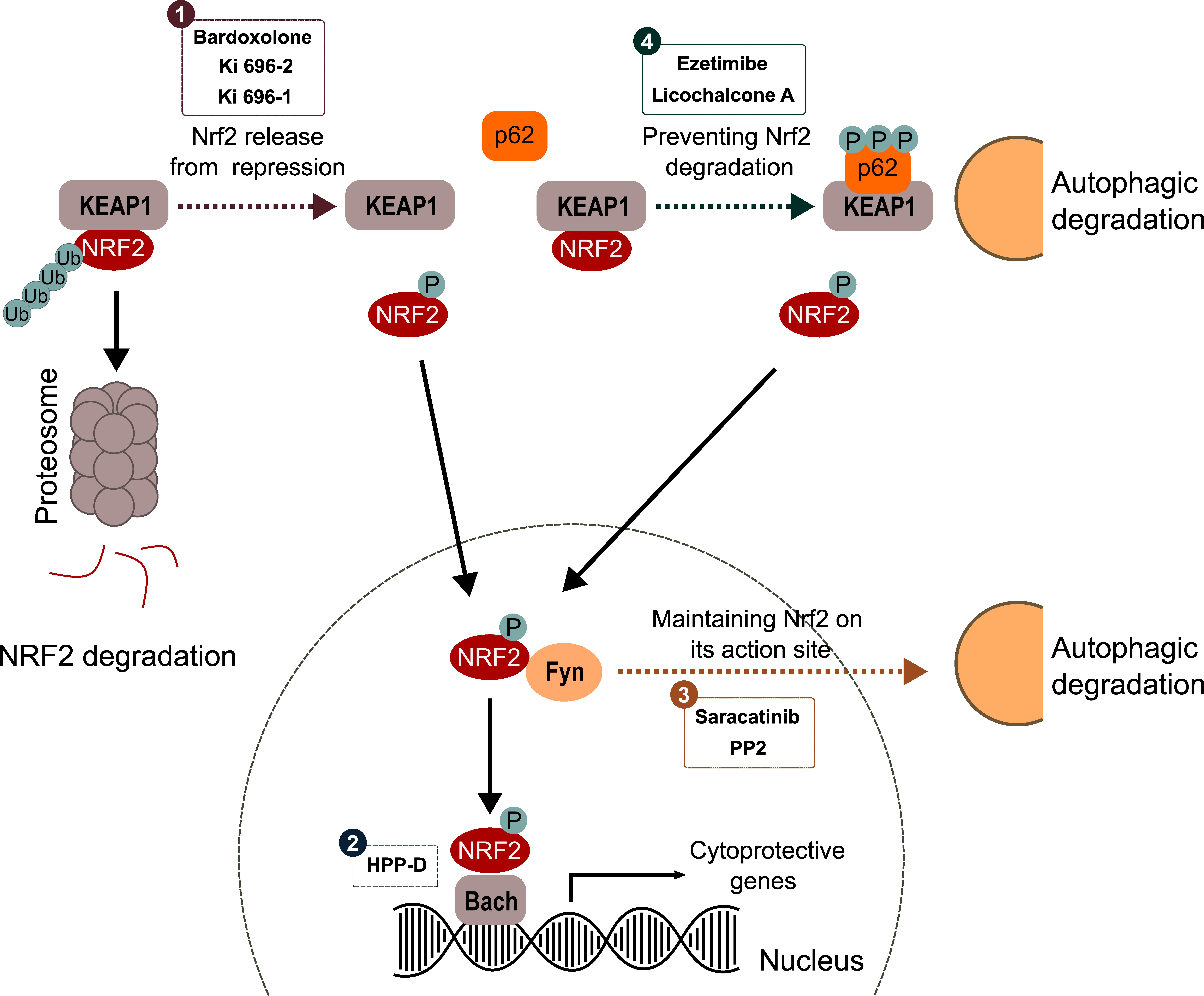 Nrf2 activation by different mechanisms
