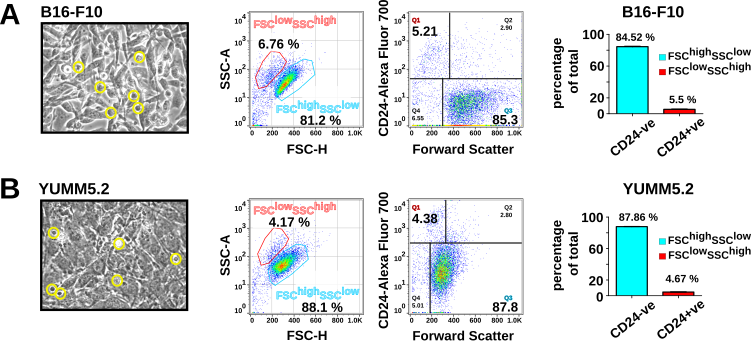 CD24 flags anastasis