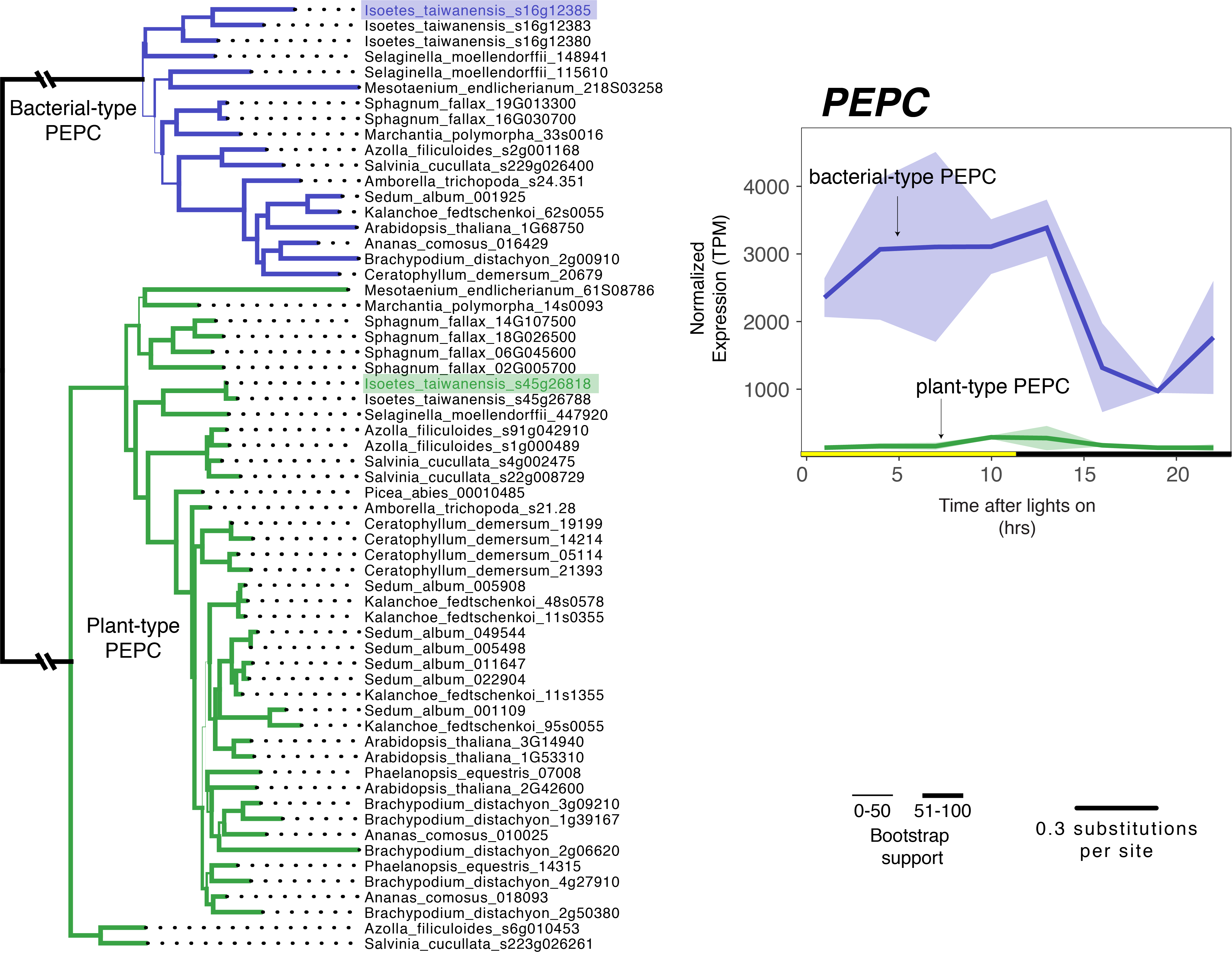 Isoetes appears to have co-opted bacterial-type PEPC for CAM photosynthesis. A PEPC phylogeny demonstrates the deep divergence between bacterial and plant type PEPC on the left. Noramalized expression values are plotted for copies of plant- and bacterial-type PEPC in I. taiwanensis on the right.