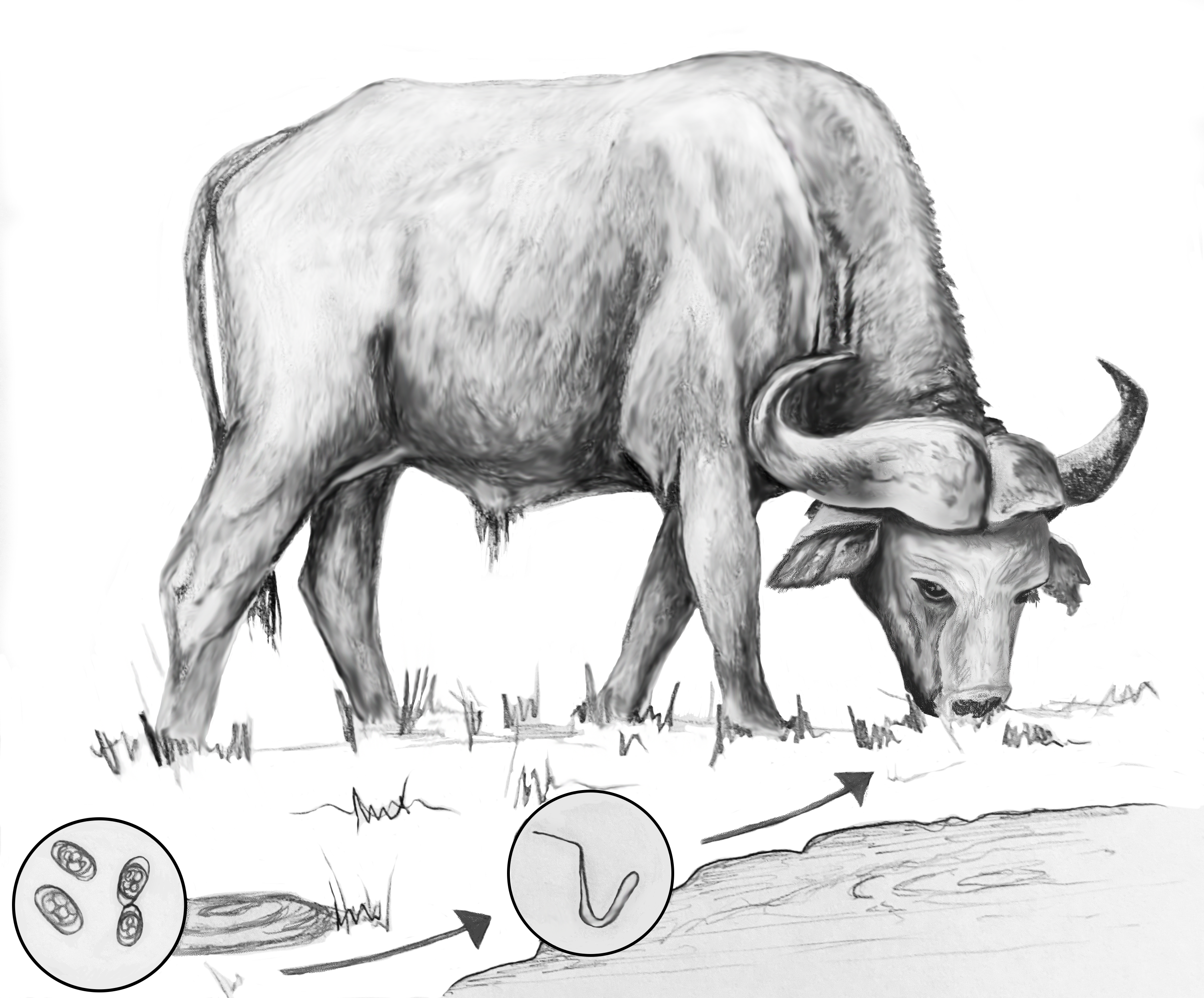 Helminth transmission cycle