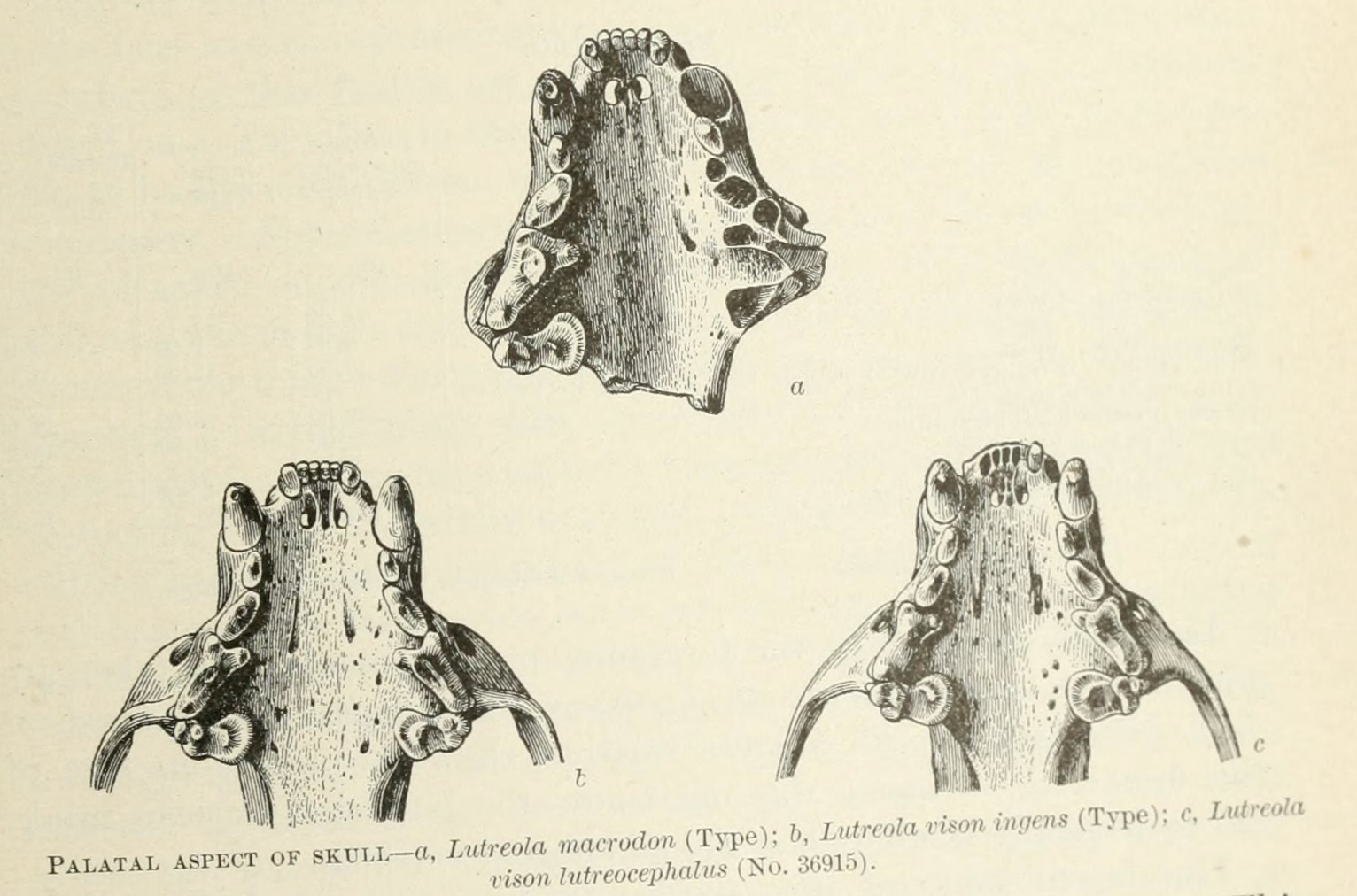 The first scientific illustrations of the sea mink (a) as compared with subspecies of extant American minks (b, c). From Prentiss (1903).