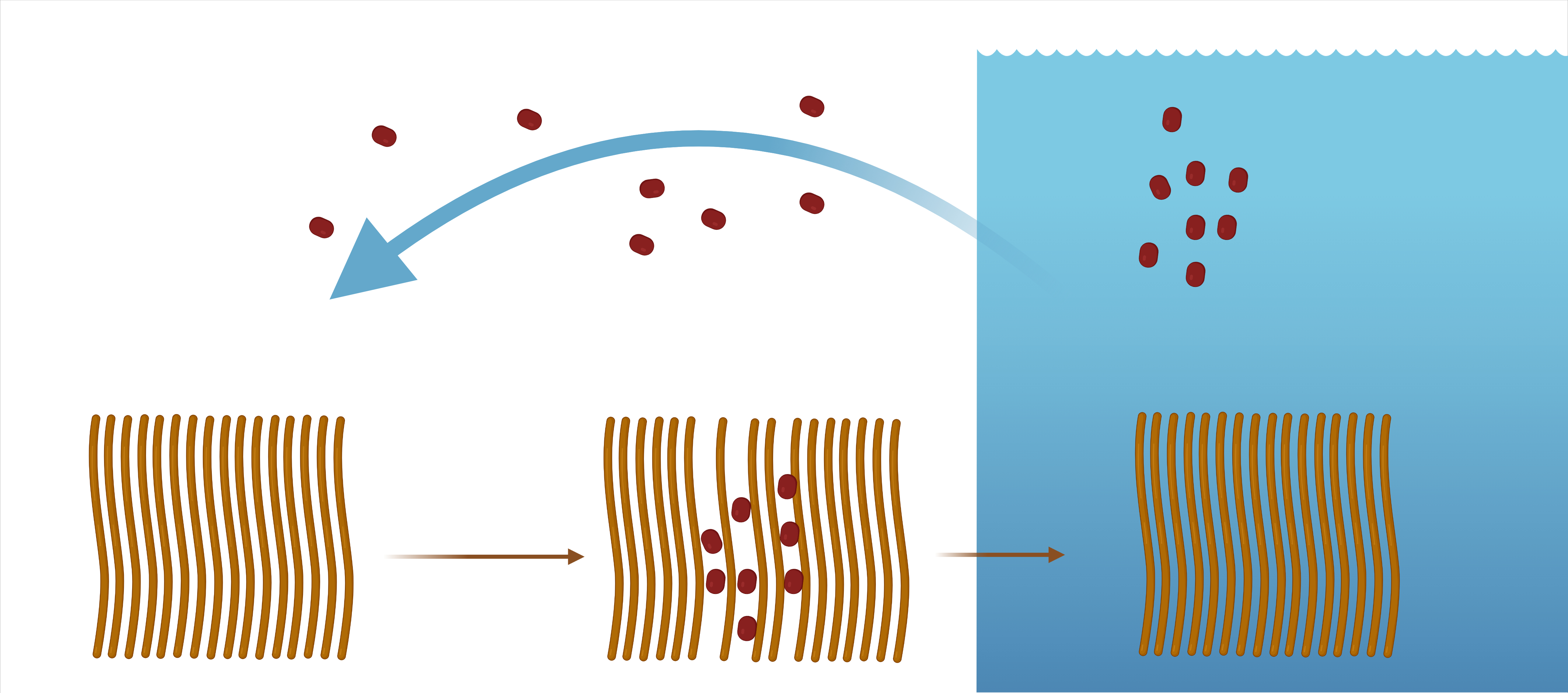 Cave bacterium developmental cycle