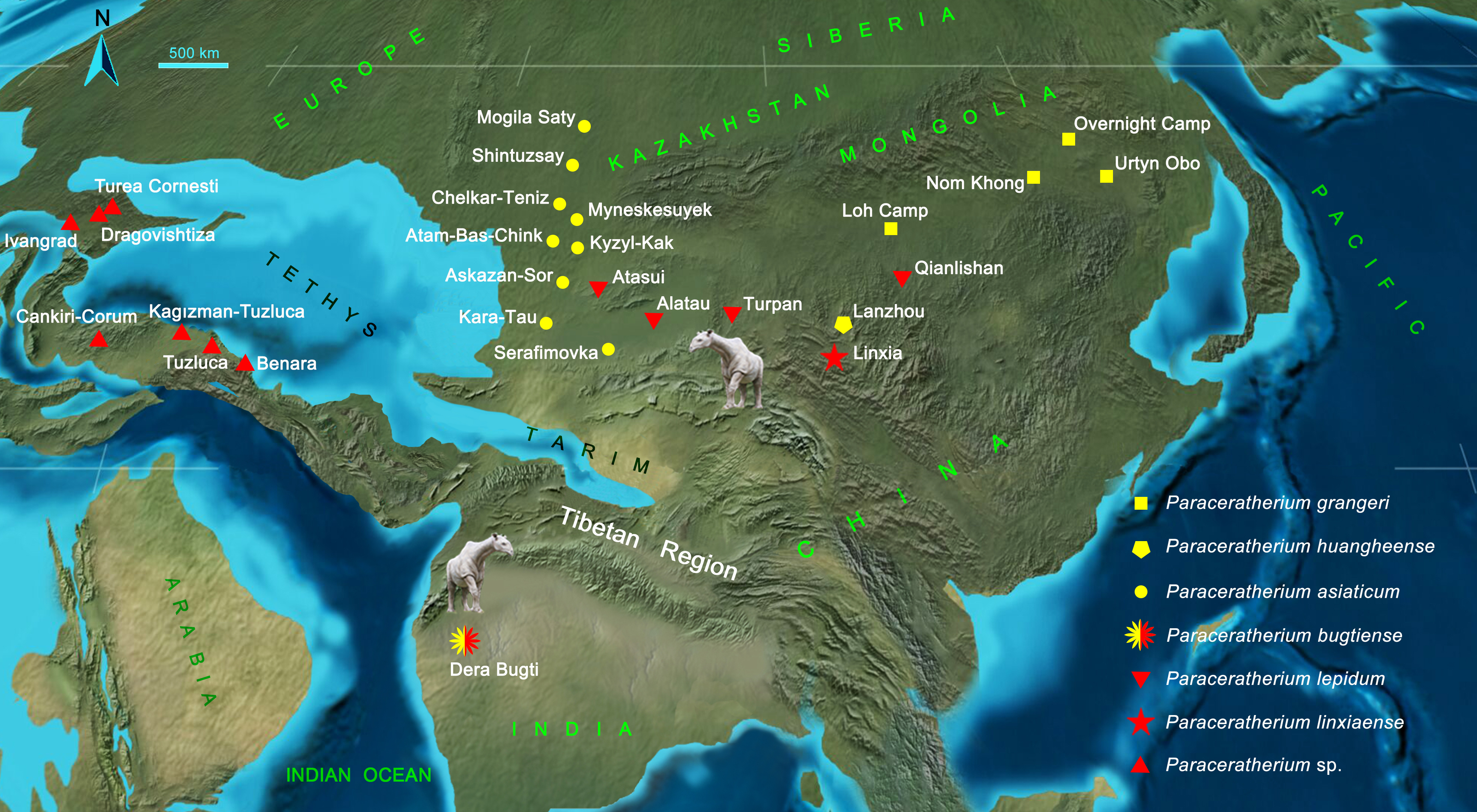 Distribution and migration of Paraceratherium in the Oligocene Eurasia. Localities of the early Oligocene species were marked by the yellow color, and the red indicates the late Oligocene species Figure 6
