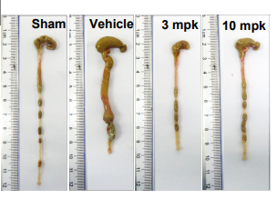 ISM012-042 treatment mitigated TNBS-induced colitis pathology in mouse models of IBD when administered after disease onset. 