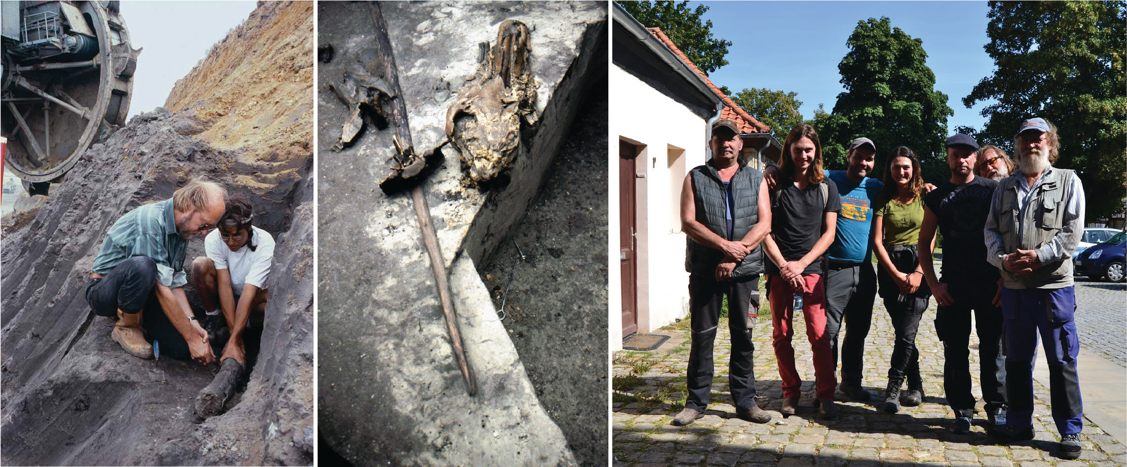 300.000 yıllık atlardan eski DNA