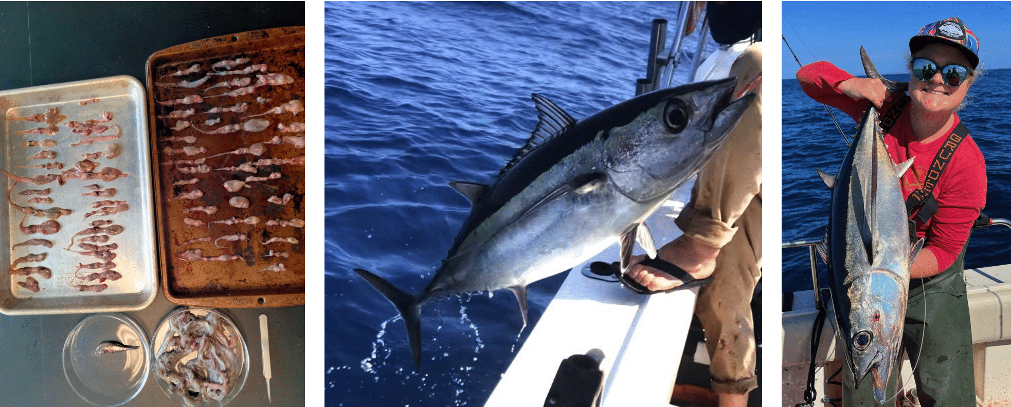 Species important in albacore tuna diets in the NE Pacific are included in the Pelagic Species Trait Database by Gleiber et al. (2024)  and Dr. Stephanie Green's lab at the University of Alberta