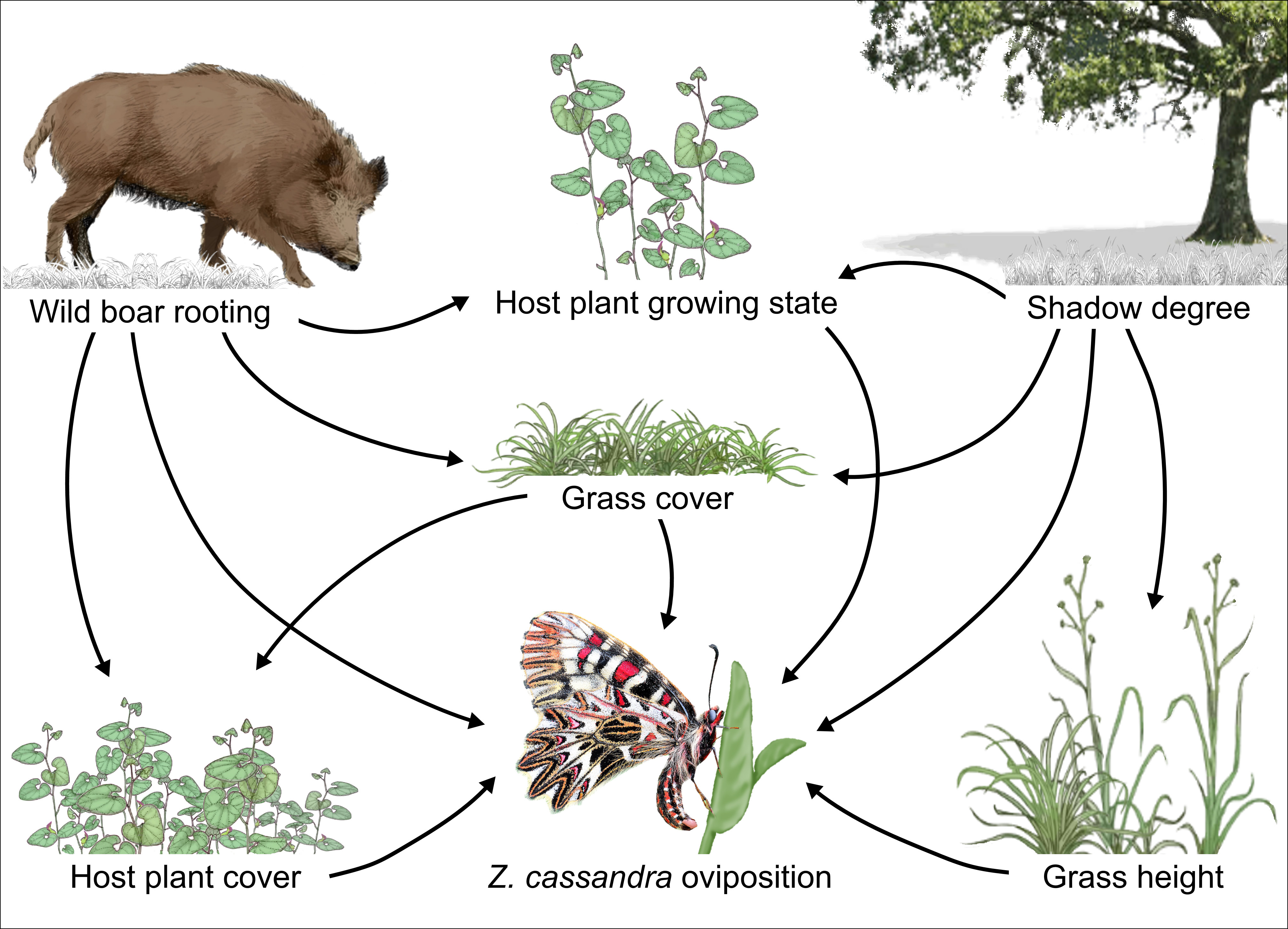 Path diagram of direct and indirect relationships between the occurrence of Zerynthia cassandra oviposition, host plant and environmental features, and wild boar rooting activity.