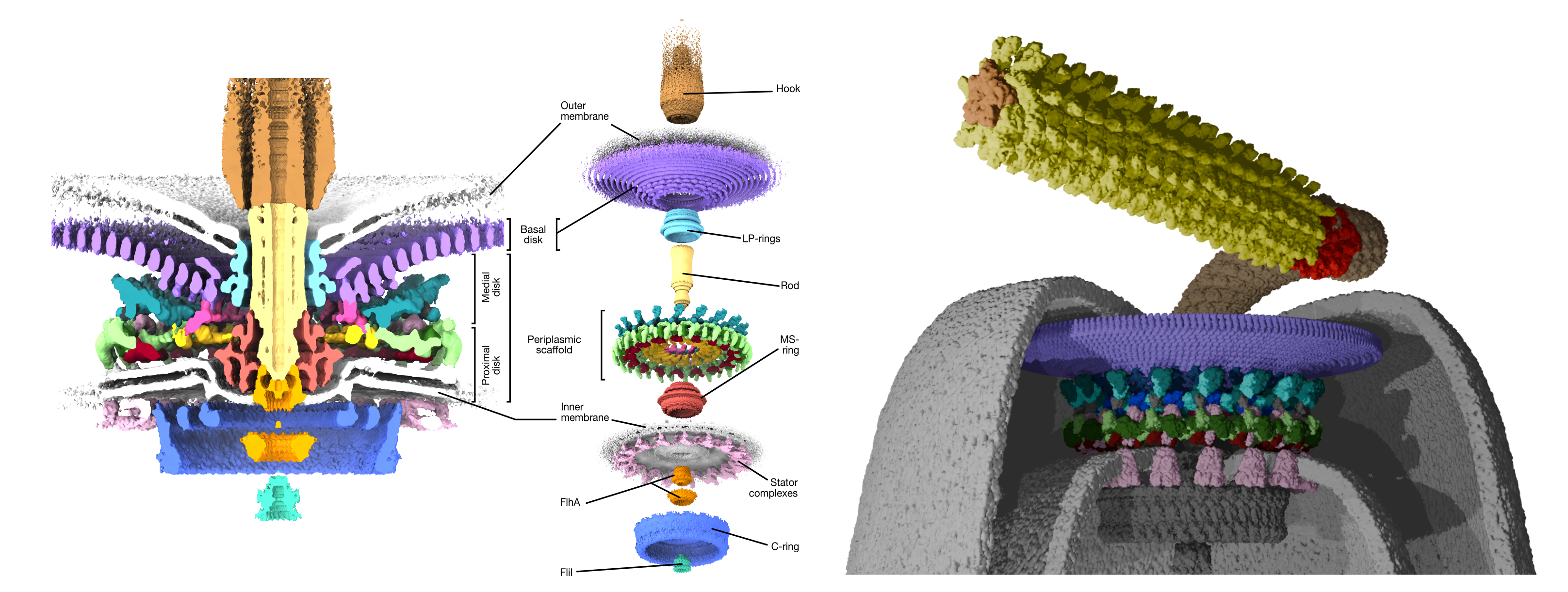 A high-resolution structure of the Campylobacter jejuni flagellar motor.