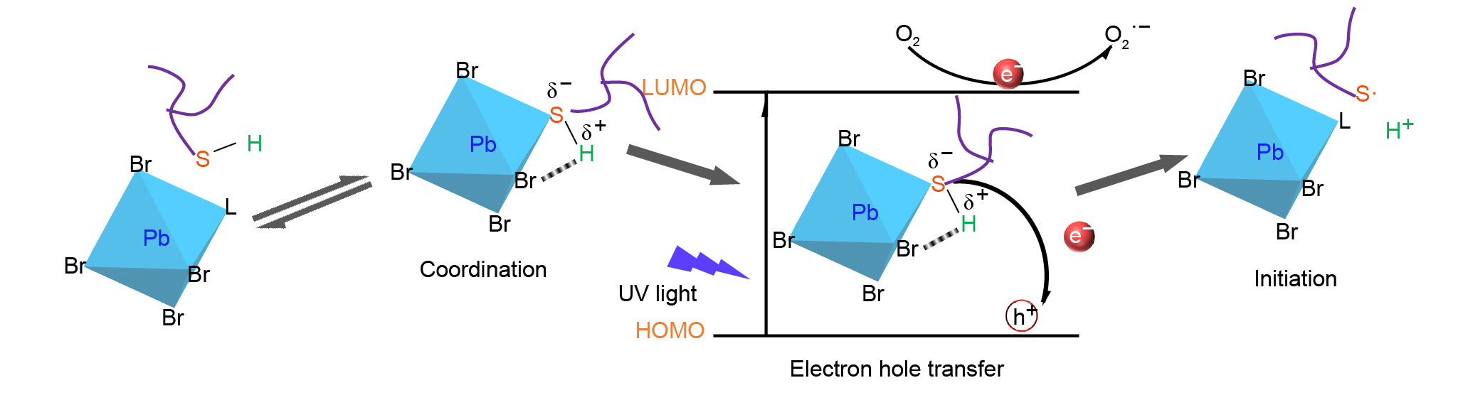 Fig. 2 Proposed photochemical mechanism of lead bromide complexes catalyzed initiation process of thiol-ene free-radical addition, L stands for a solvent molecule.