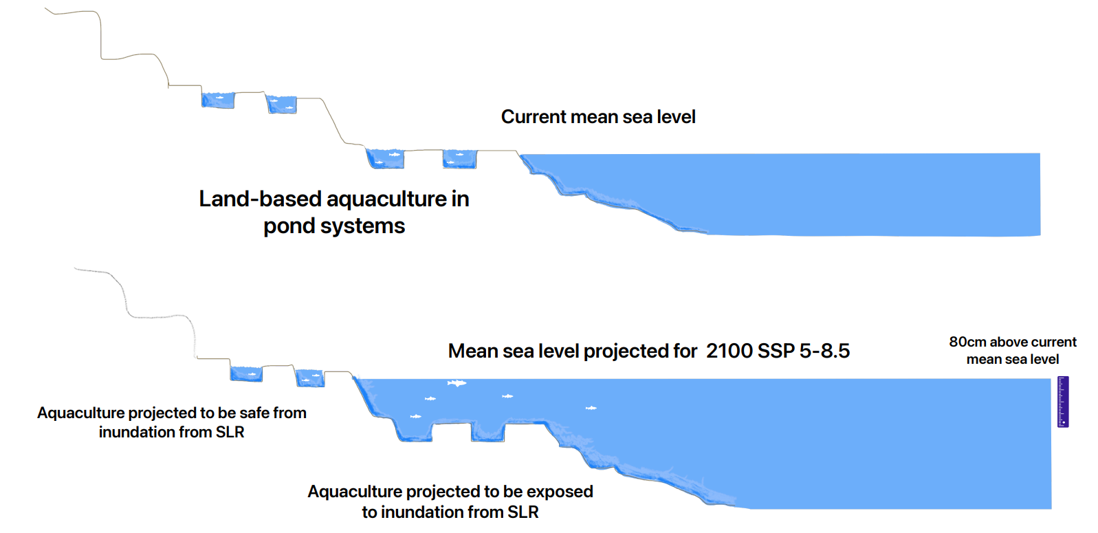 Figure: Cross-section showing how sea level rise could affect coastal aquaculture ponds by 2100. This side-view illustration shows a simplified cross-section of land-based aquaculture ponds near the coast. The top panel represents current sea levels, while the bottom panel shows projected sea level rise of 80 cm by the year 2100 under a high-emissions scenario (SSP5-8.5). Some pond systems are expected to stay above water, but others may be at risk of inundation if no protective actions are taken.