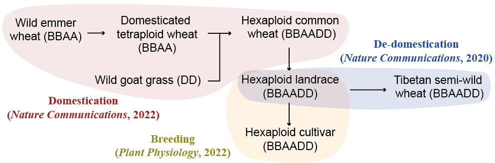 Our recent works on understanding wheat (de-)domestication and breeding