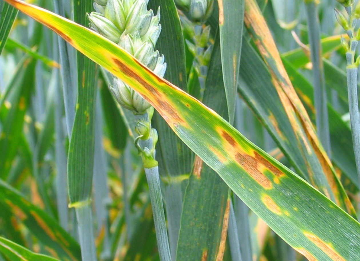 Zymoseptoria tritici on wheat leaves