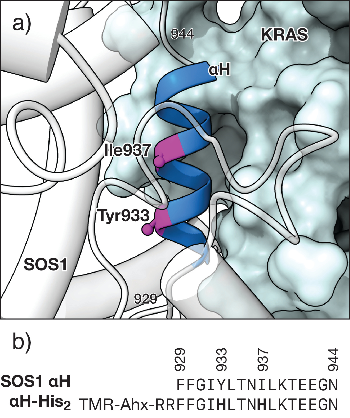 Design of the metal responsive KRAS peptide inhibitor. Top: Detail of the αH helix of SOS1 complexed with RAS (PDB code 1BKD) indicating the residues Tyr933 and Ile937 that are replaced by the metal chelating His residues; the structure of SOS1 is shown in white. Bottom: Sequence of the natural αH helix of SOS1 and the mutant peptide αH-His2 used in this study, highlighting the two engineered His residues.