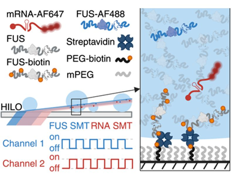 Discovering protein and RNA nanodomains in FUS condensates using single particle tracking