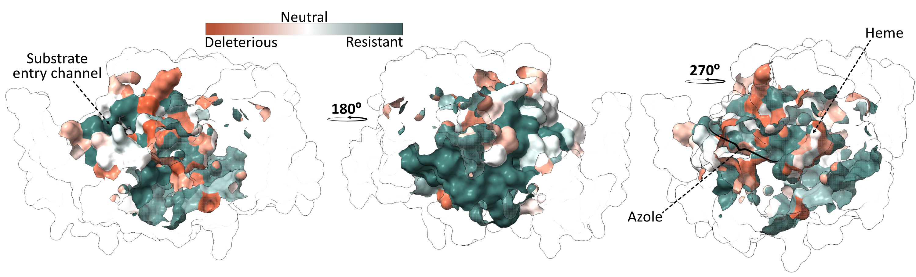 Residues with at least one resistance mutation are colored in green (resistant) and residues intolerant to mutations are colored in orange (deleterious).