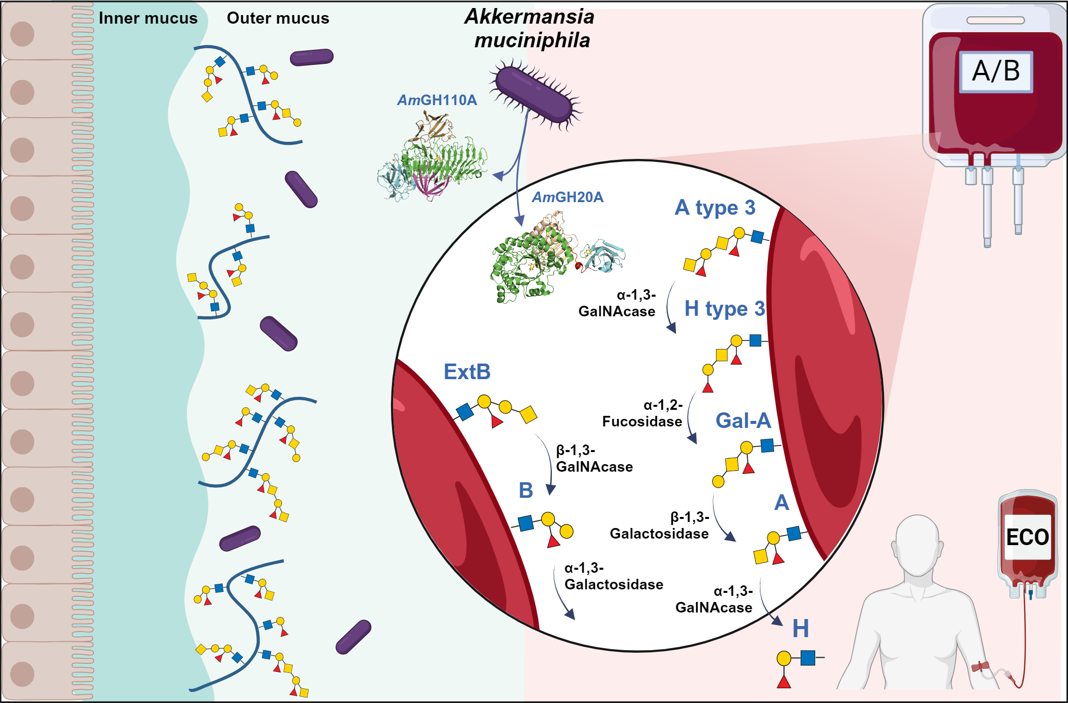 The ABO antigens are present on mucin in the gut and on red blood cells, where correct matching of ABO group is vital to avoid haemolytic transfusion reactions between blood donors and recipients. Extended A and B structures (A type 3, H type 3, Gal-A and ExtB) are present on RBCs in addition to the traditional A and B antigens. Akkermansia muciniphila is a specialist mucin degrader, which expresses exo-glycosidases that cleave the A and B antigens and all known extended structures with superb efficiency. Using these enzymes, we significantly increased the compatibility of the enzymatically converted blood (ECO) with group O plasmas, as compared to the conventional treatment leaving the extended antigens intact. 