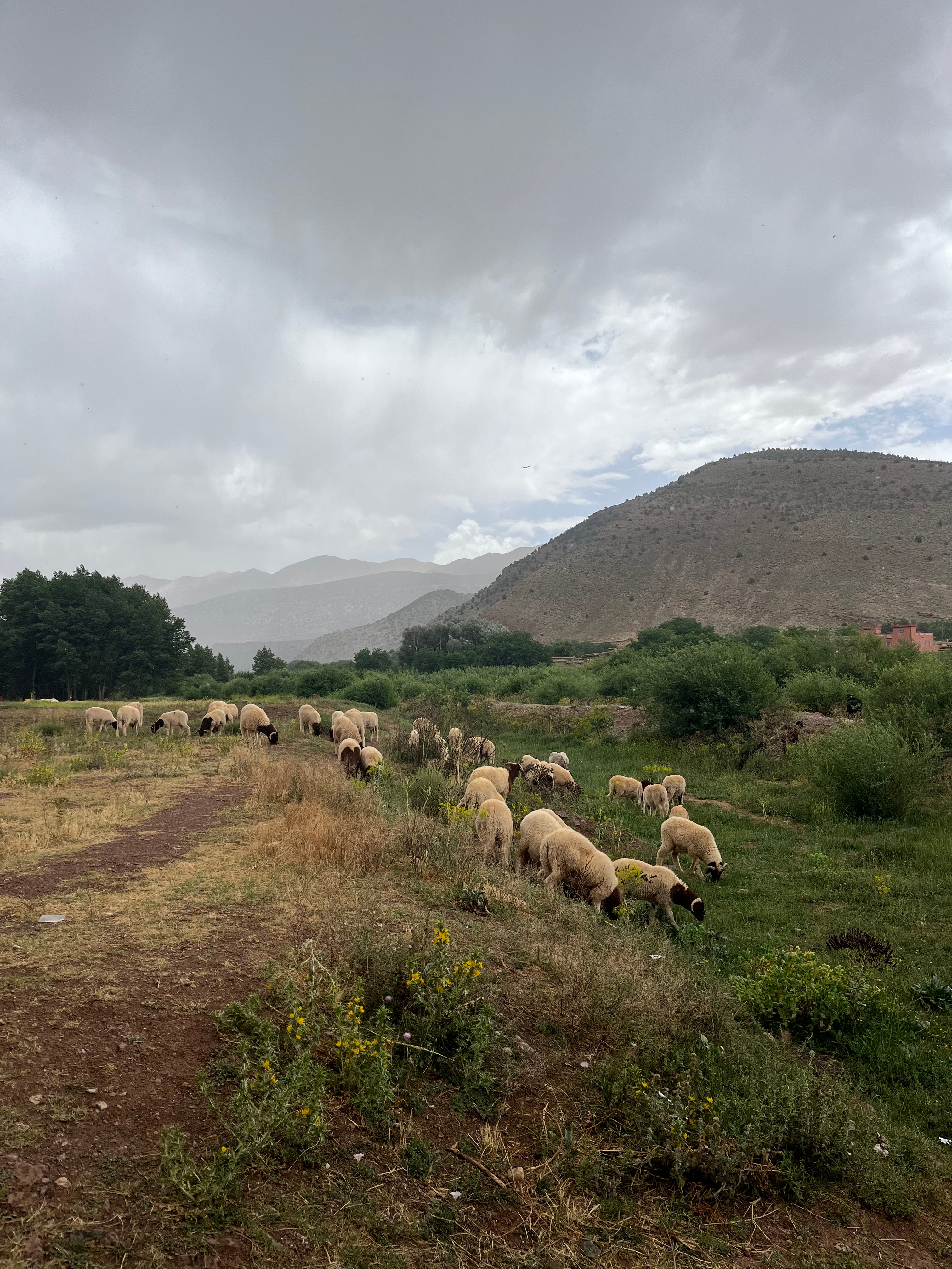 Sheep grazing in Ait Bouguemez