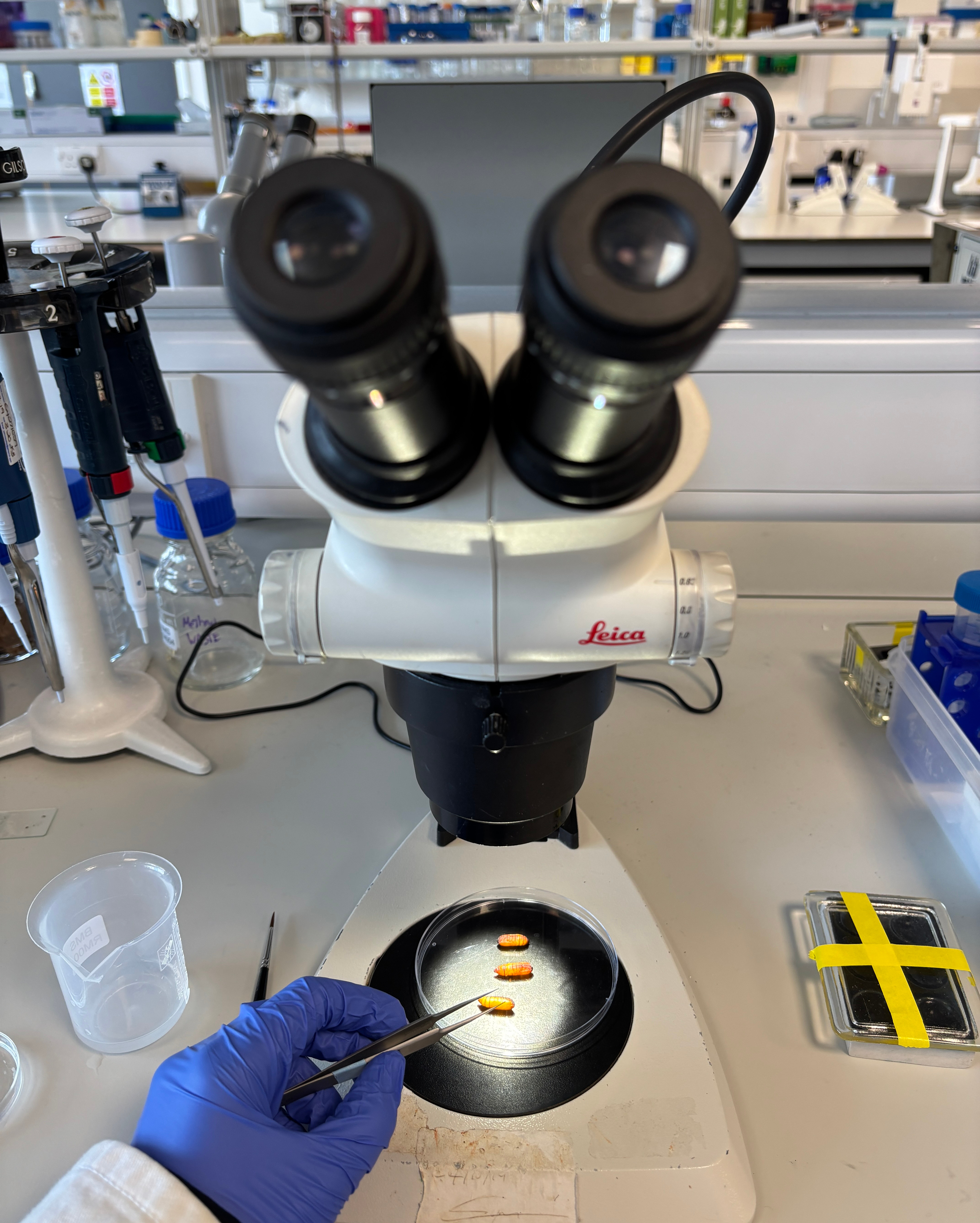 Preparing for the dissection of moth pupae.