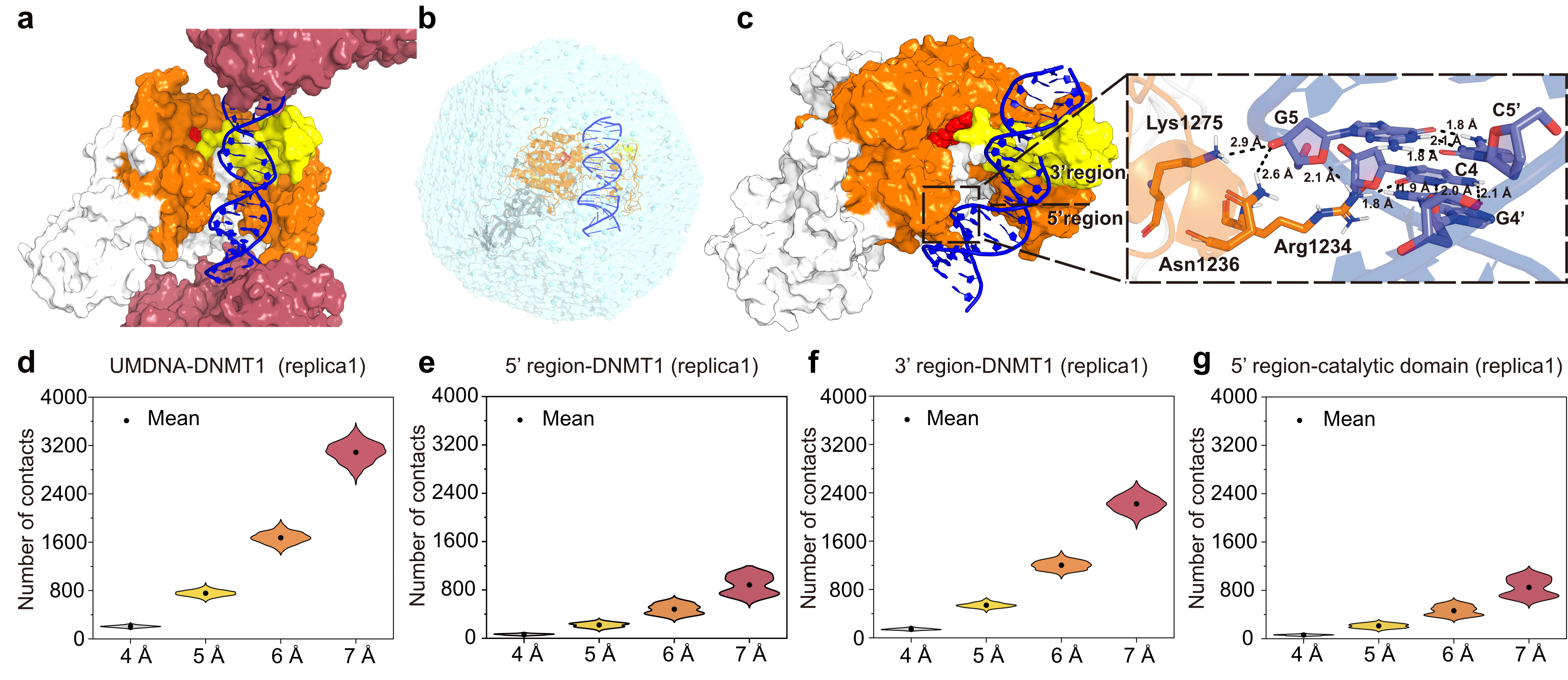 Molecular dynamic simulations of DNMT1 binding to unmethylated DNA (UMDNA)