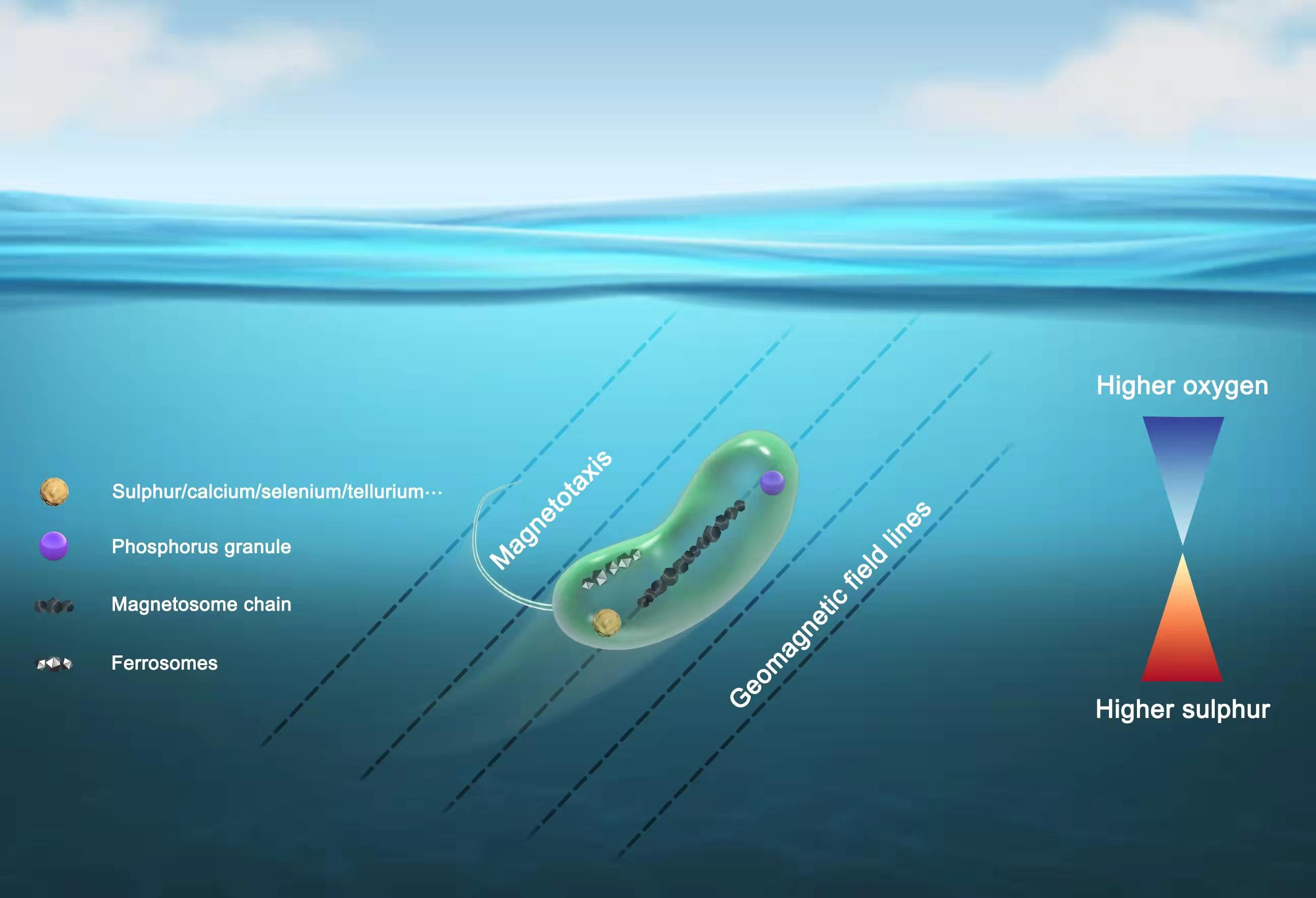 Magnetotaxis, combined with chemotaxis and aerotaxis, allows MTB to efficiently locate and maintain an optimal position for survival and growth in habitats with vertical redox concentration gradients in water columns and sediments.