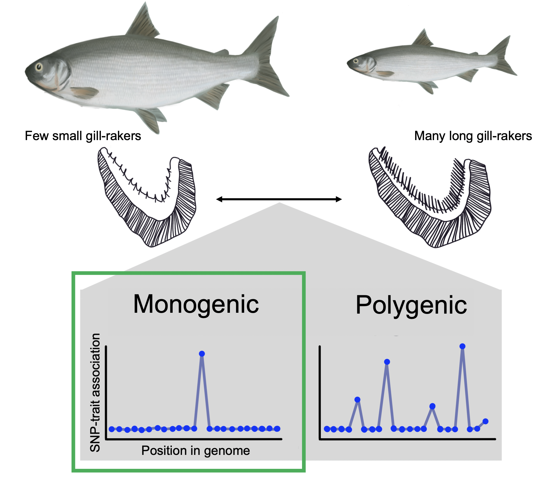 Figure 2: A schematic of our genome-wide association study which aimed to find the genetic basis of gill raker variation. Our results showed a single strong association reflecting a potentially monogenic basis of gill-raker variation (left), as opposed to a strongly polygenic signature which would have resulted in many peaks (right) or a lack of power to detect any association.