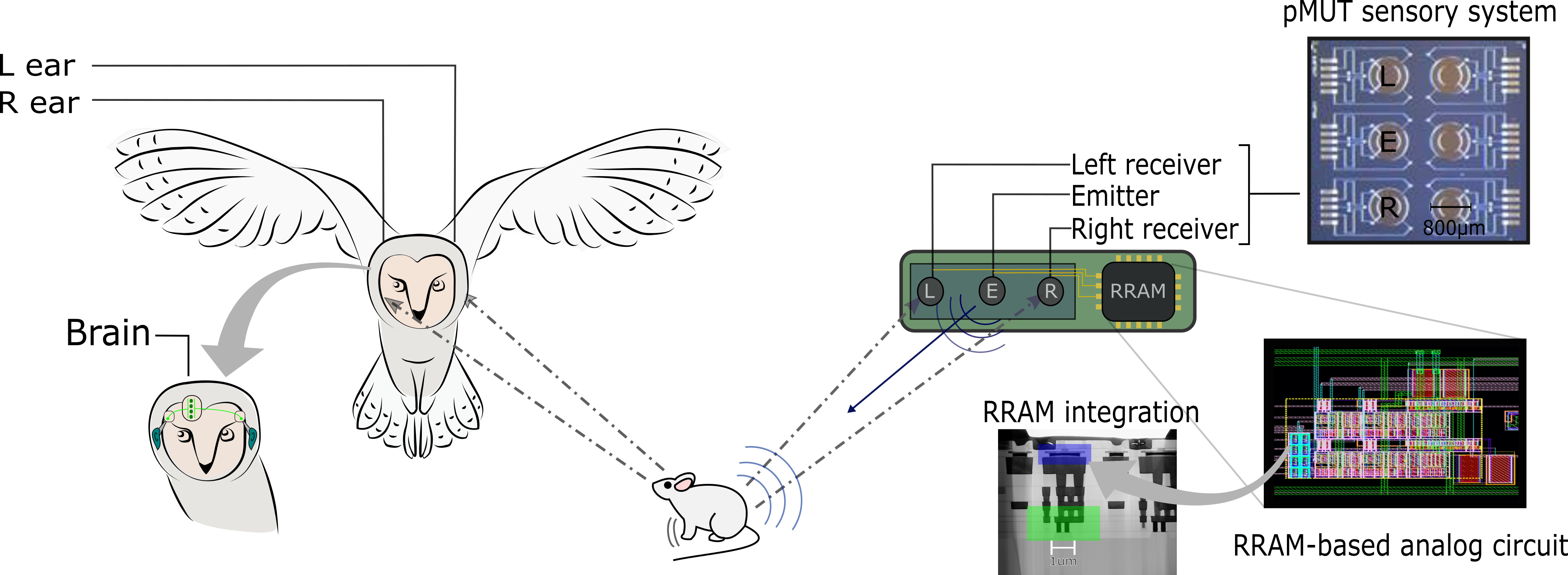 The owl leverages its precise hearing system to sense the time-of-flight of sound waves coming from a prey, to then compute its angular position by mean of a computational map in the nucleus magnocellularis. Our system utilizes pMUT sensor to extract the Interaural Time Difference and then a RRAM-based analog computational map (inspired by the Jeffress Model) to compute the object azimuthal location.