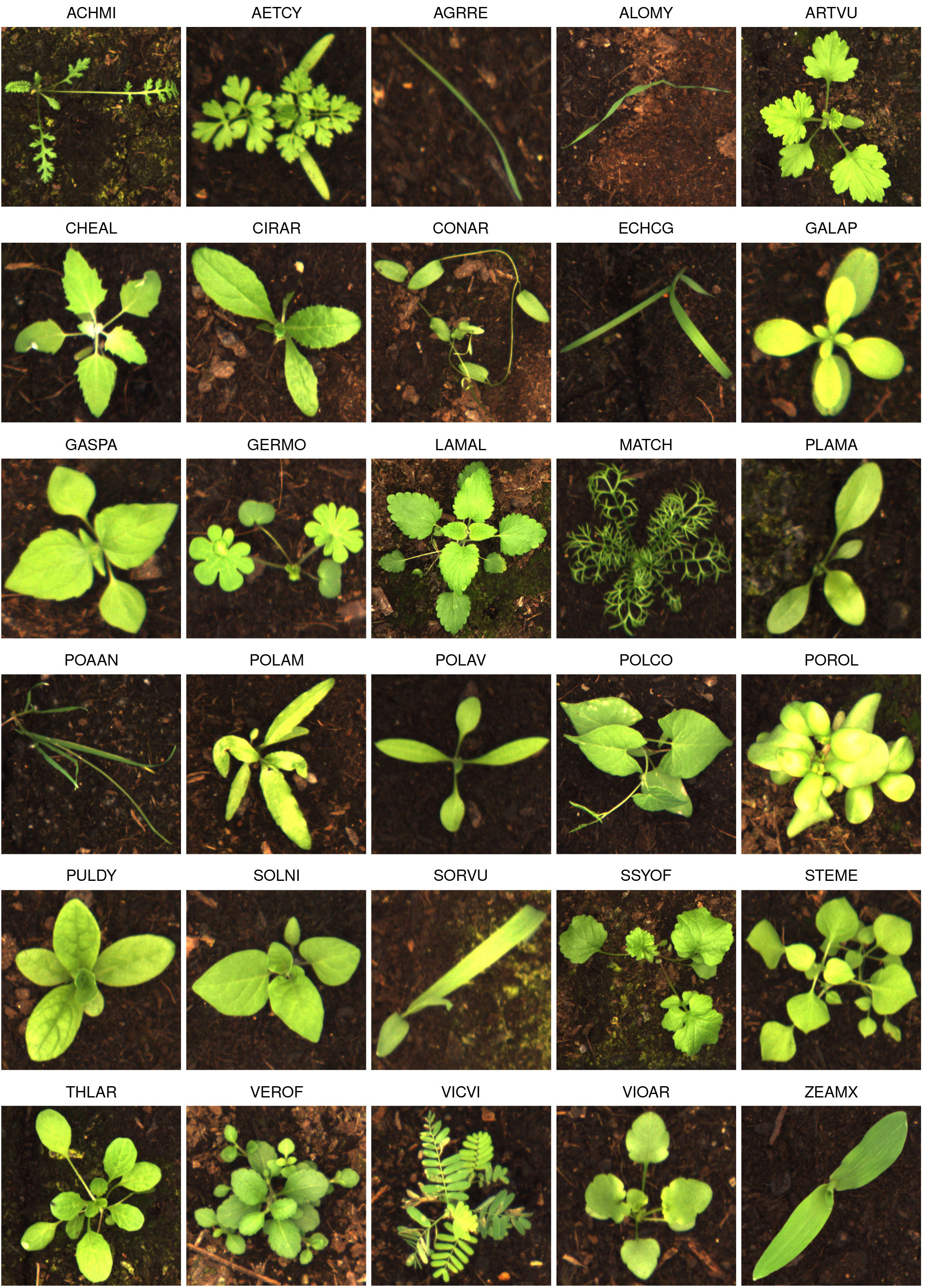 Example of each plant species with corresponding EPPO code.