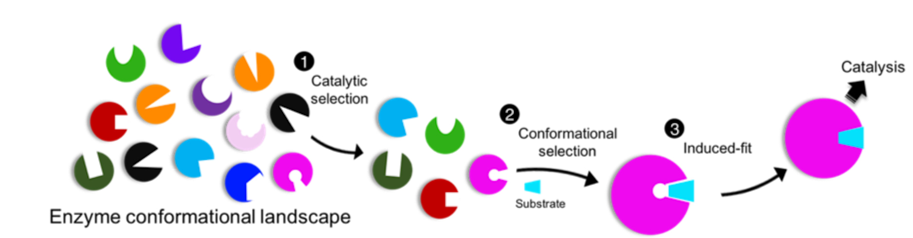 A unified view of the ligand binding theories, which are proposed to operate in a sequential manner: 1. Catalytic (functional) selection, 2. Conformation selection, and 3. Induced-fit, for initiation of catalytic reactions. Fig. is adapted from the original publication: DOI 10.1038/s42004-024-01129-y.
