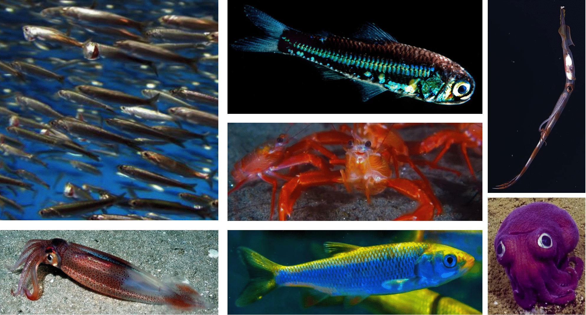 Examines of ocean species in the Pelagic Species Trait Database by Gleiber et al. (2024) and Dr. Stephanie Green's lab at the University of Alberta
