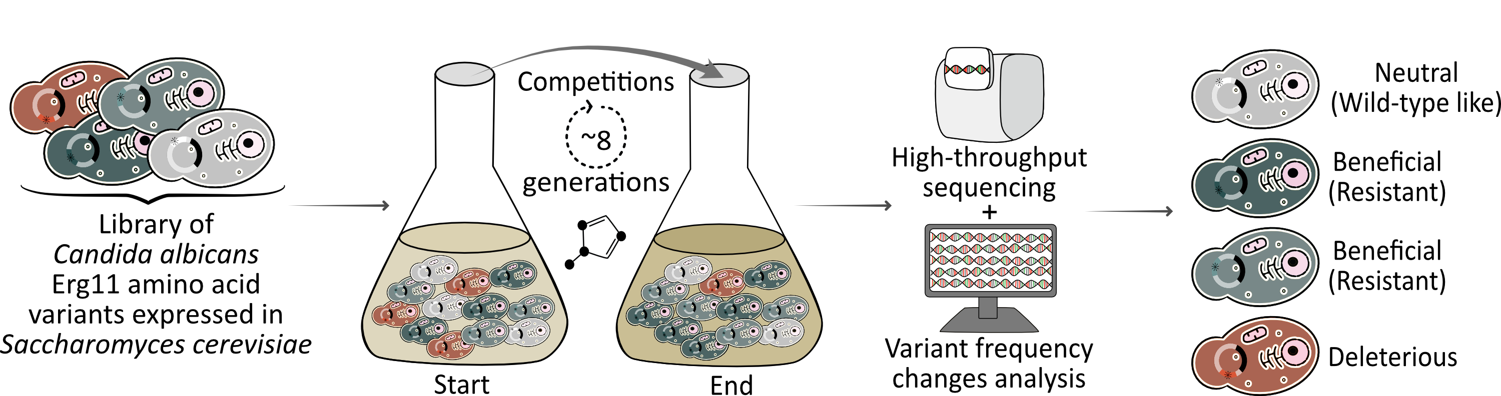 The Erg11 variant library (*) competed for 8 generations in the presence of an azole. High-throughput sequencing at the start and at the end of the competition combined with bioinformatics allowed the phenotypic characterization of all variants.