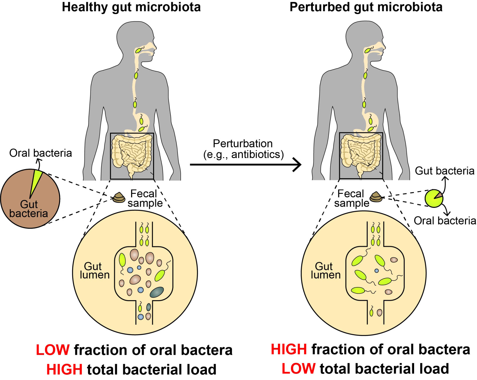 oral bacteria in feces
