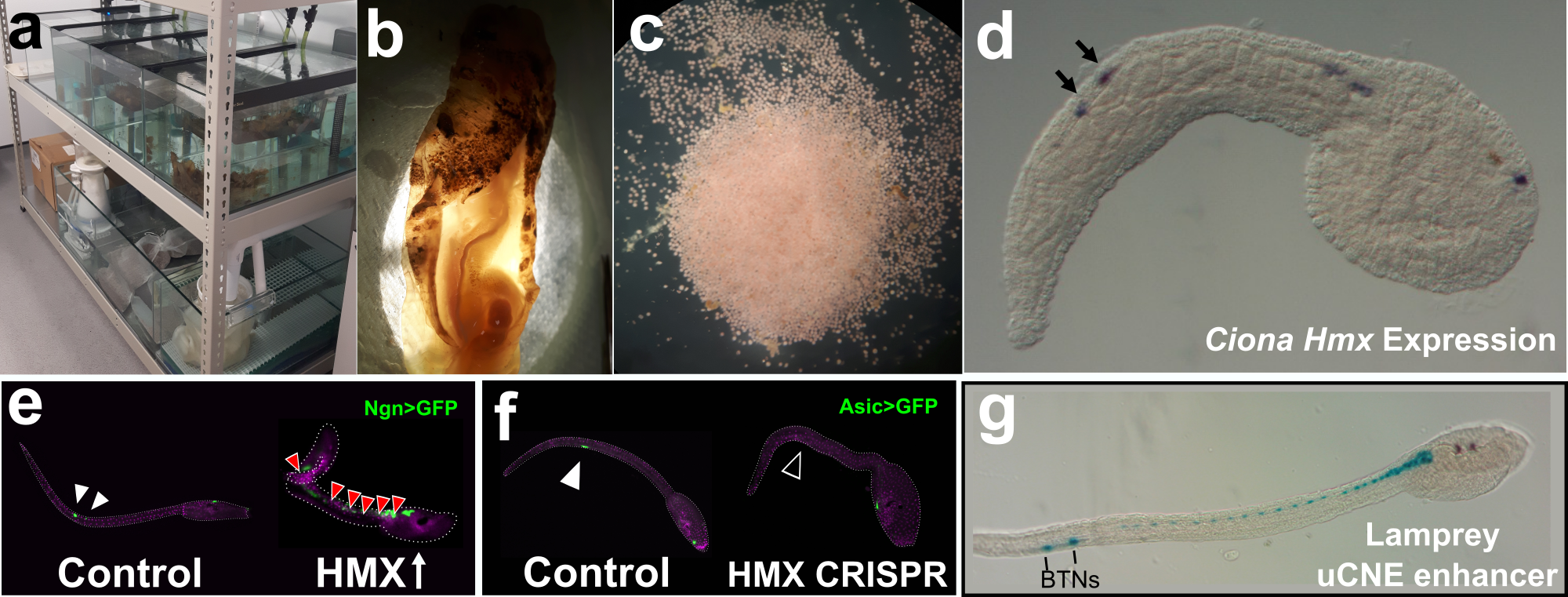 Fig. 3 | Hmx in Tunicates.