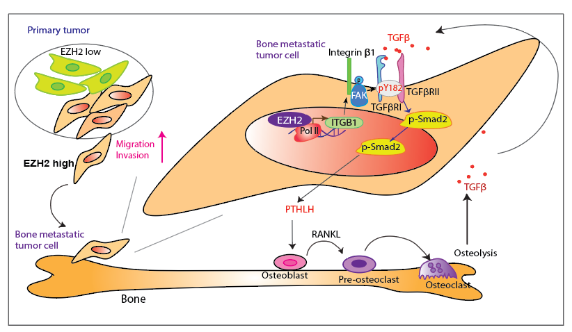 High EZH2-expressing cells have strong ability to invade and metastasize from the primary tumor to the bone. In bone-metastatic tumor cells, EZH2 functions as a transcription co-factor to increase ITGB1 transcription. Integrin 1 activates FAK and induce phosphorylation at Y397 of FAK, which phosphorylates TGFRI at Y182. pY182-TGFRI increases binding with TGFRII, thereby activating pS465/467-Smad2, PTHLH expression, and the vicious cycle of breast cancer bone metastasis.