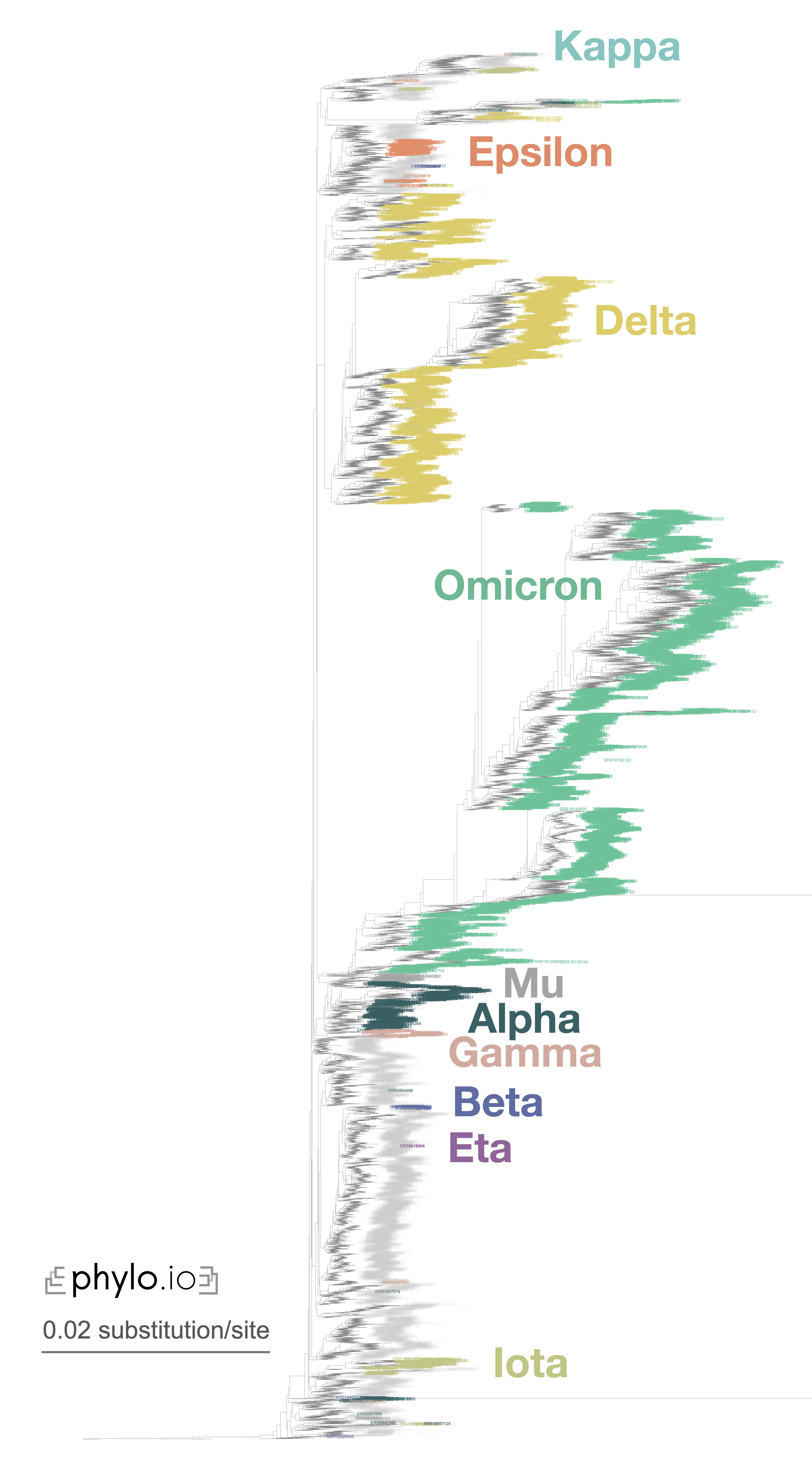Zoomed-in display of a tree inferred using Read2Tree on 10,283 samples whole genome SARS-CoV-2 samples.