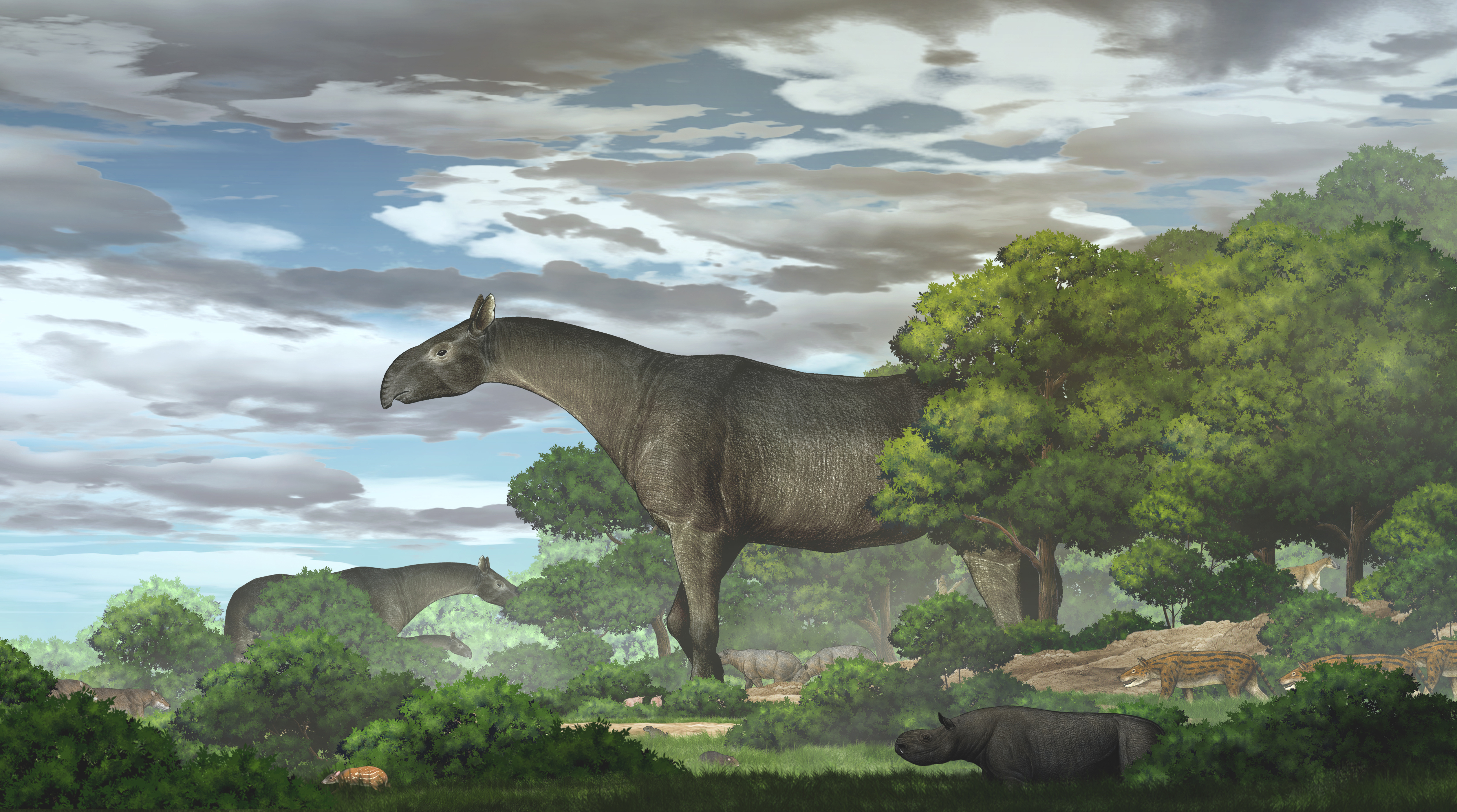 Ecological reconstruction of giant rhinos and their accompanying fauna in the Linxia Basin during the Oligocene Figure 5