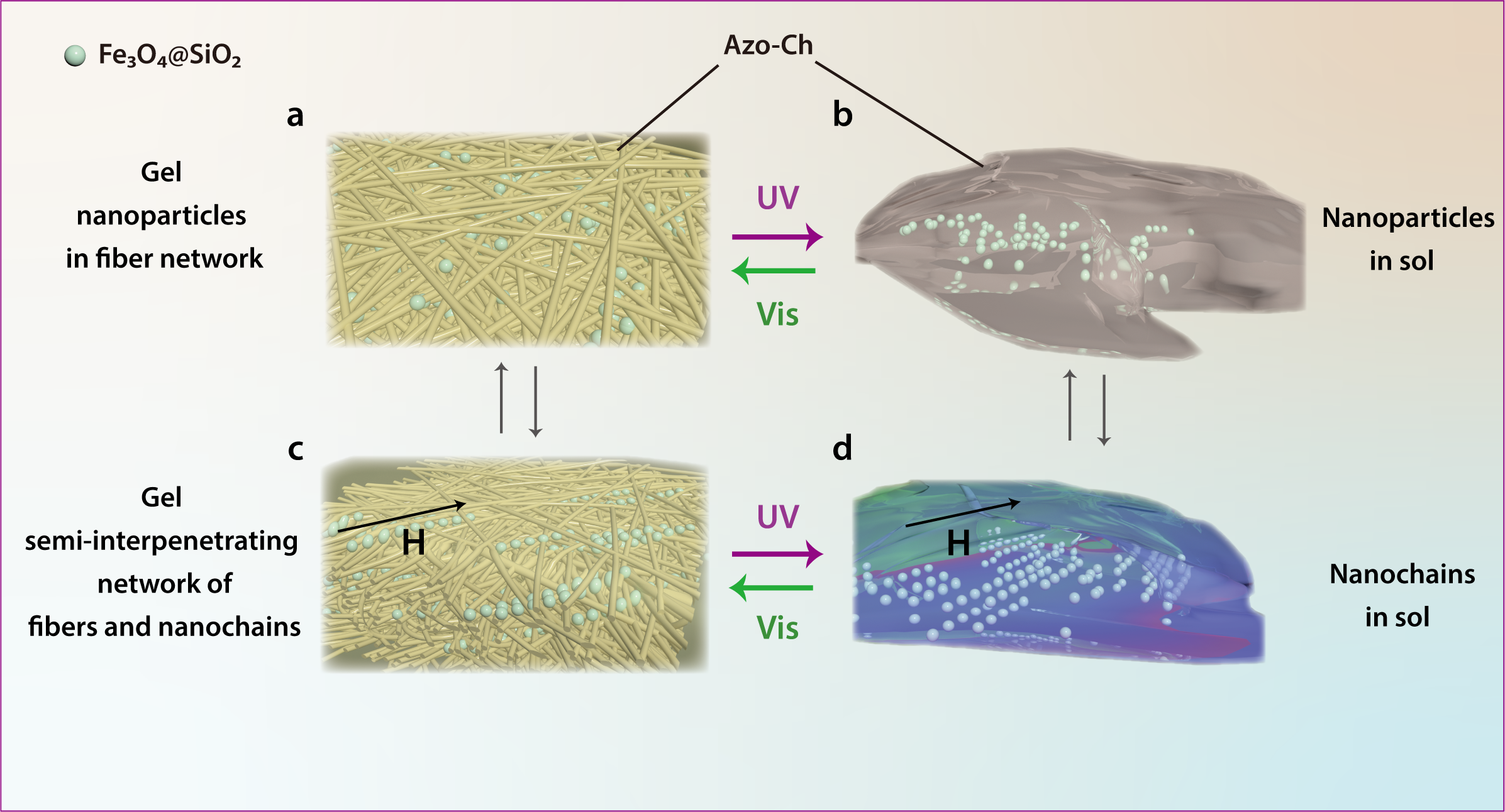 a Composite gel prepared by the co-assembly of Azo-Ch and superparamagnetic Fe3O4@SiO2 nanoparticles in a solvent. The solvent cyclopentanone in the composite gel is omitted for clarity. b Fe3O4@SiO2 nanoparticles in the sol of cis Azo-Ch. c Semi-interpenetrating network of Azo-Ch fibers and Fe3O4@SiO2 nanochains. The nanochains exhibit photonic crystal structures, which show structural colors. H is the vector of the magnetic field. d Fe3O4@SiO2 nanochains in the sol of cis Azo-Ch. H is the vector of the magnetic field