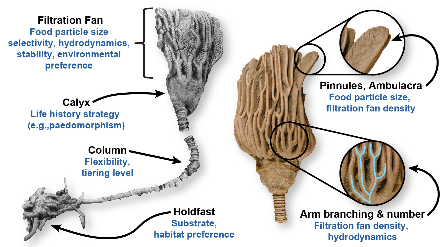 Ecomorphological traits of crinoids