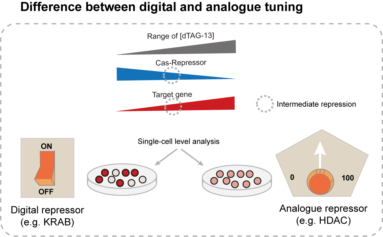 When expressed at intermediate levels, CasTuner induces indermediate target gene expression, homogenously across cells (analogue repressor), in contrast with digital repressors, such as the KRAB-based ones, which can only shut OFF a gene.