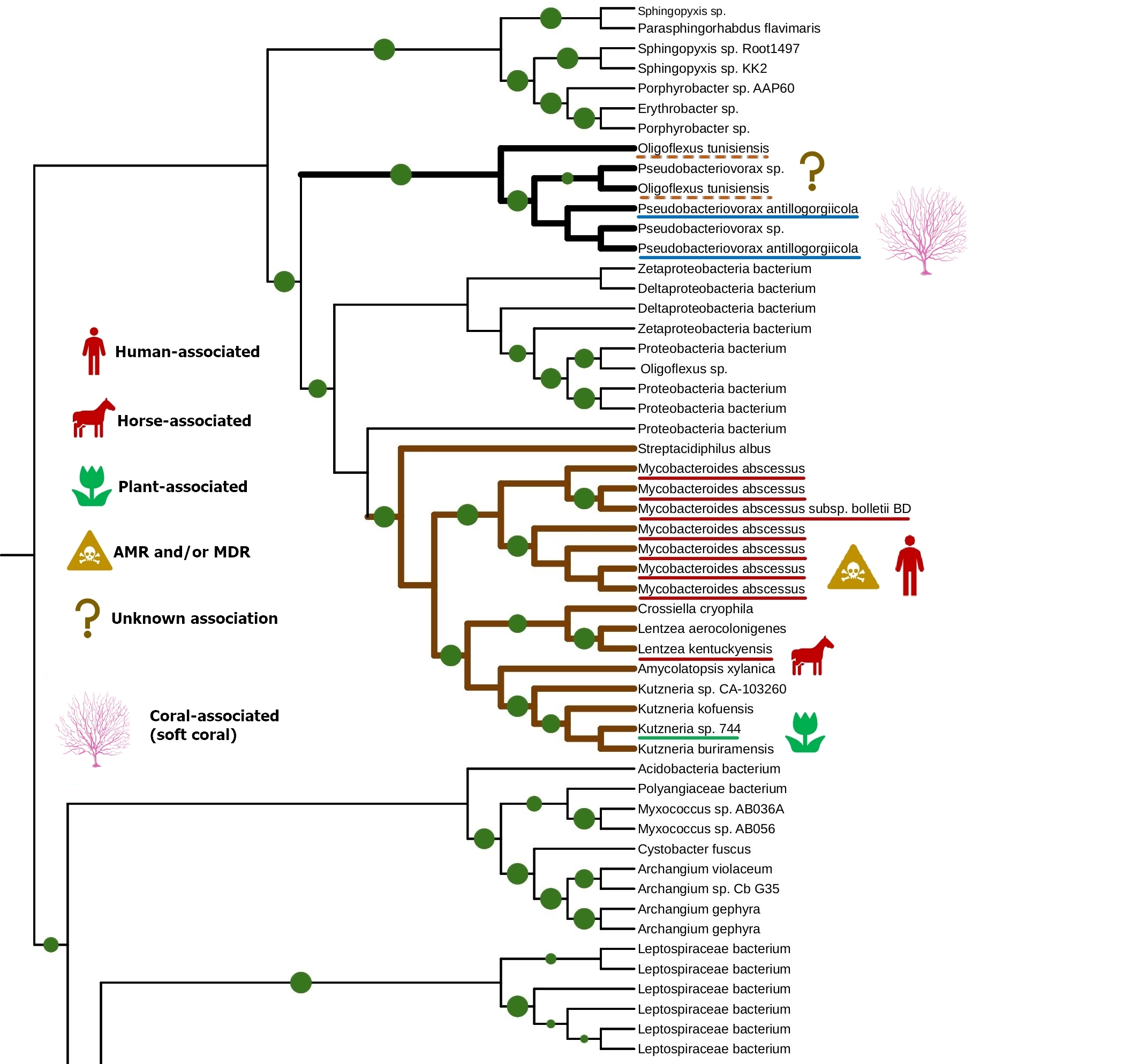 Phylogenetic tree fragment