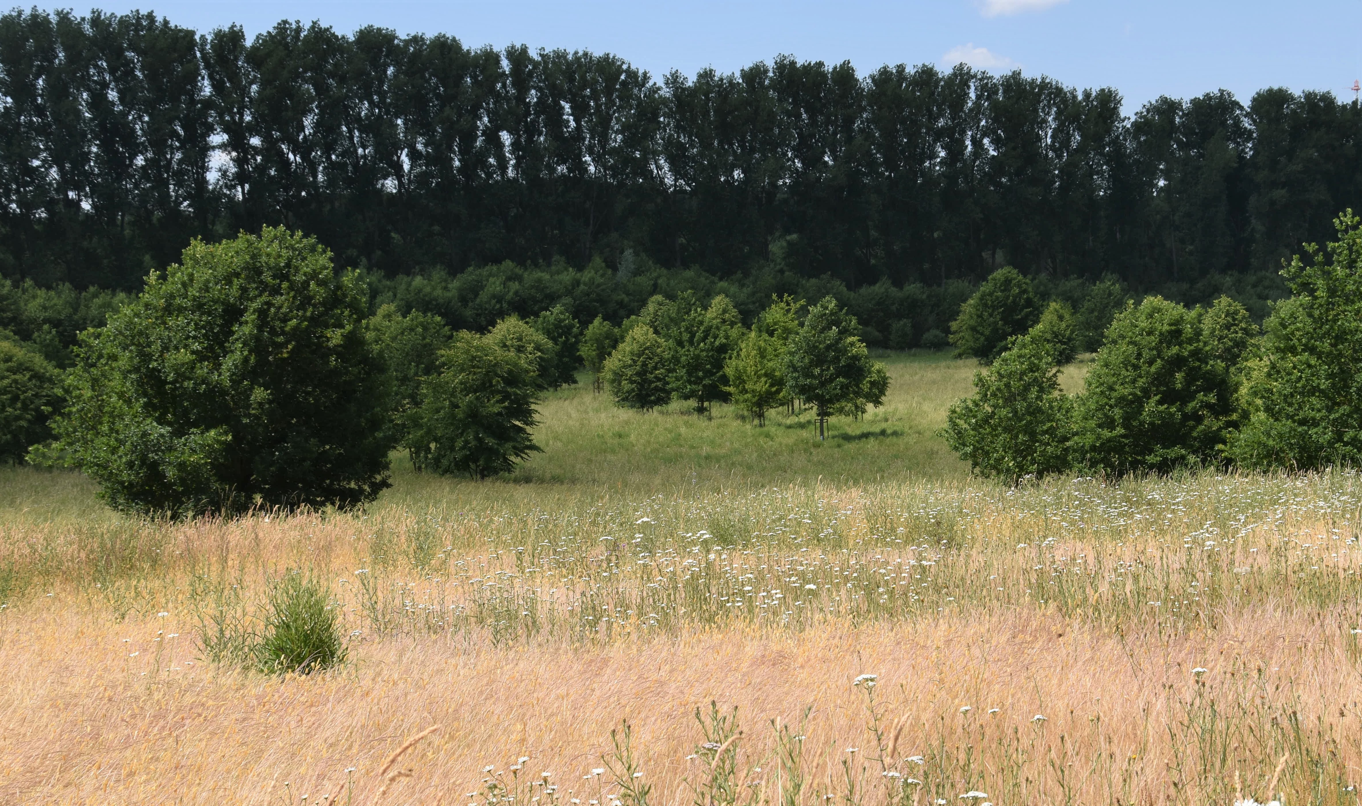 Newly planted trees on grassland