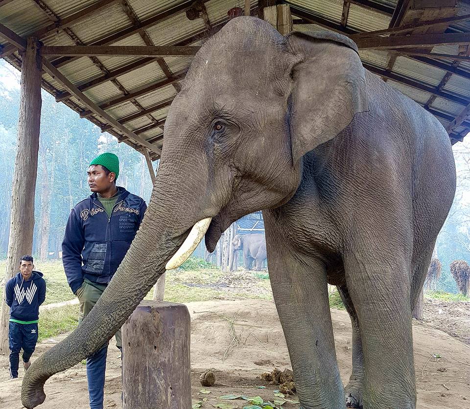 Captive Elephant in Chitwan