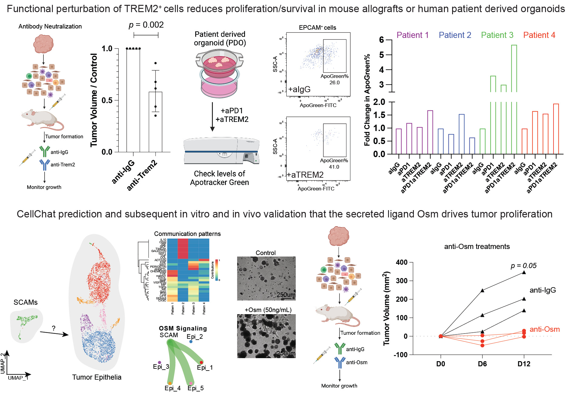 Trem2+ macrophages can promote tumor epithelial growth via an immunosuppression-independent mechanism via the secretion of Osm.