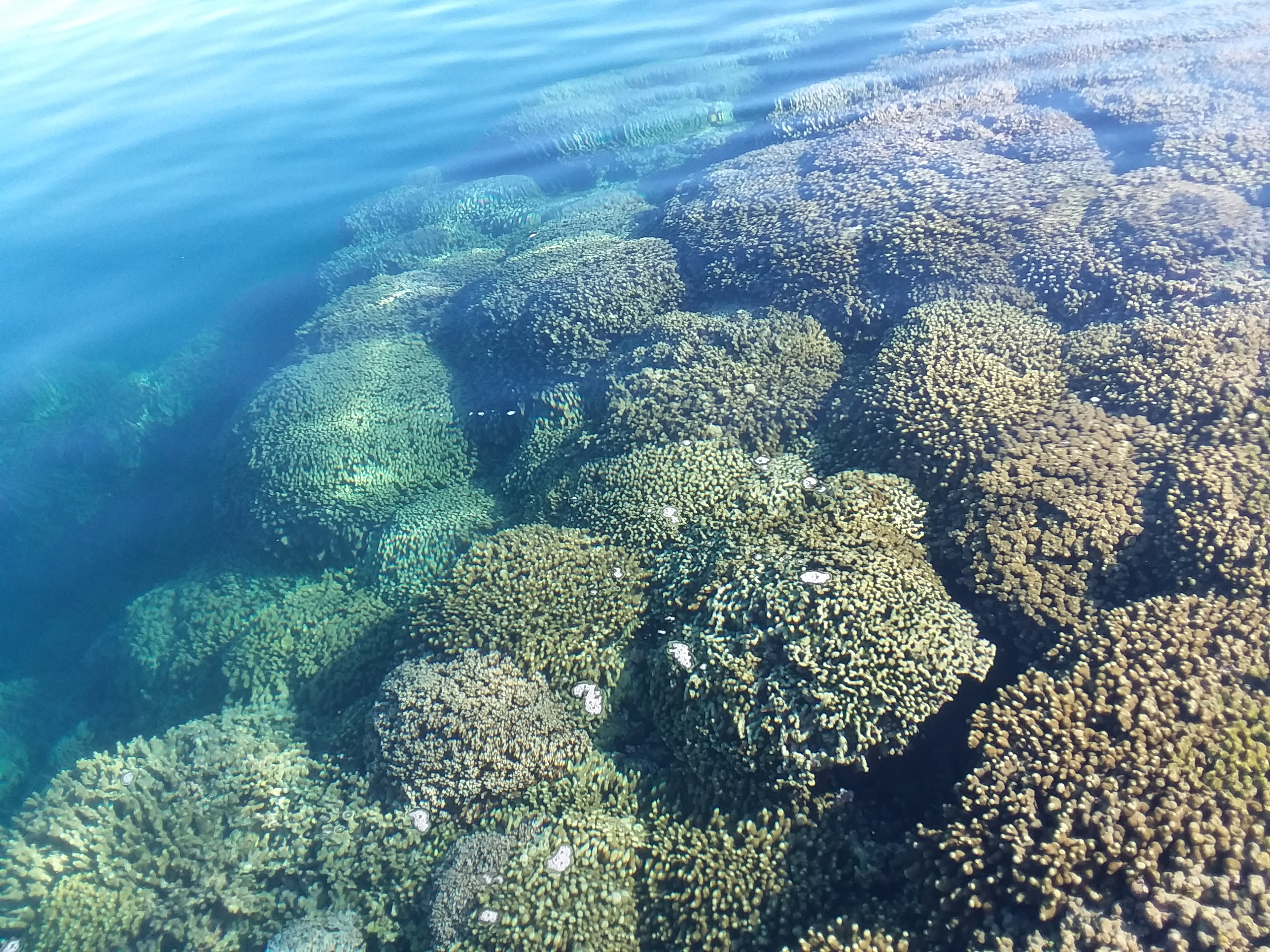 K-bay corals. Photo by Dr. Ty Roach, Hawaii Institute of Marine Biology.