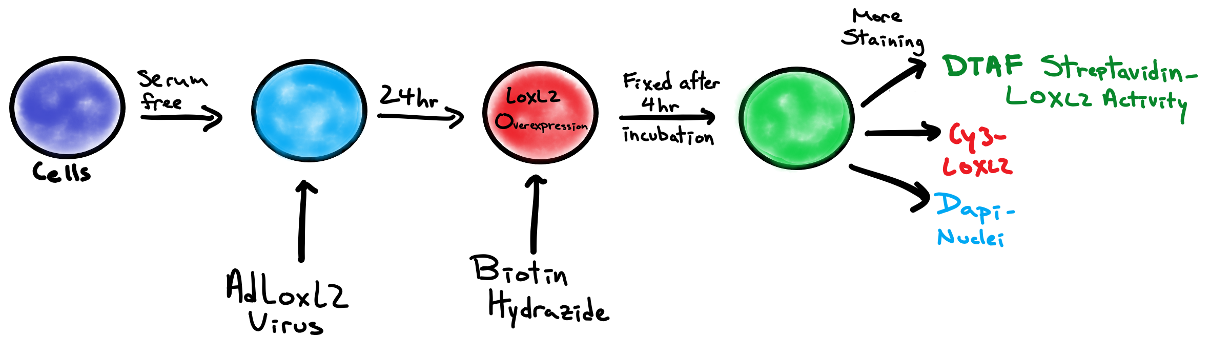Basic Schematic of Protocol