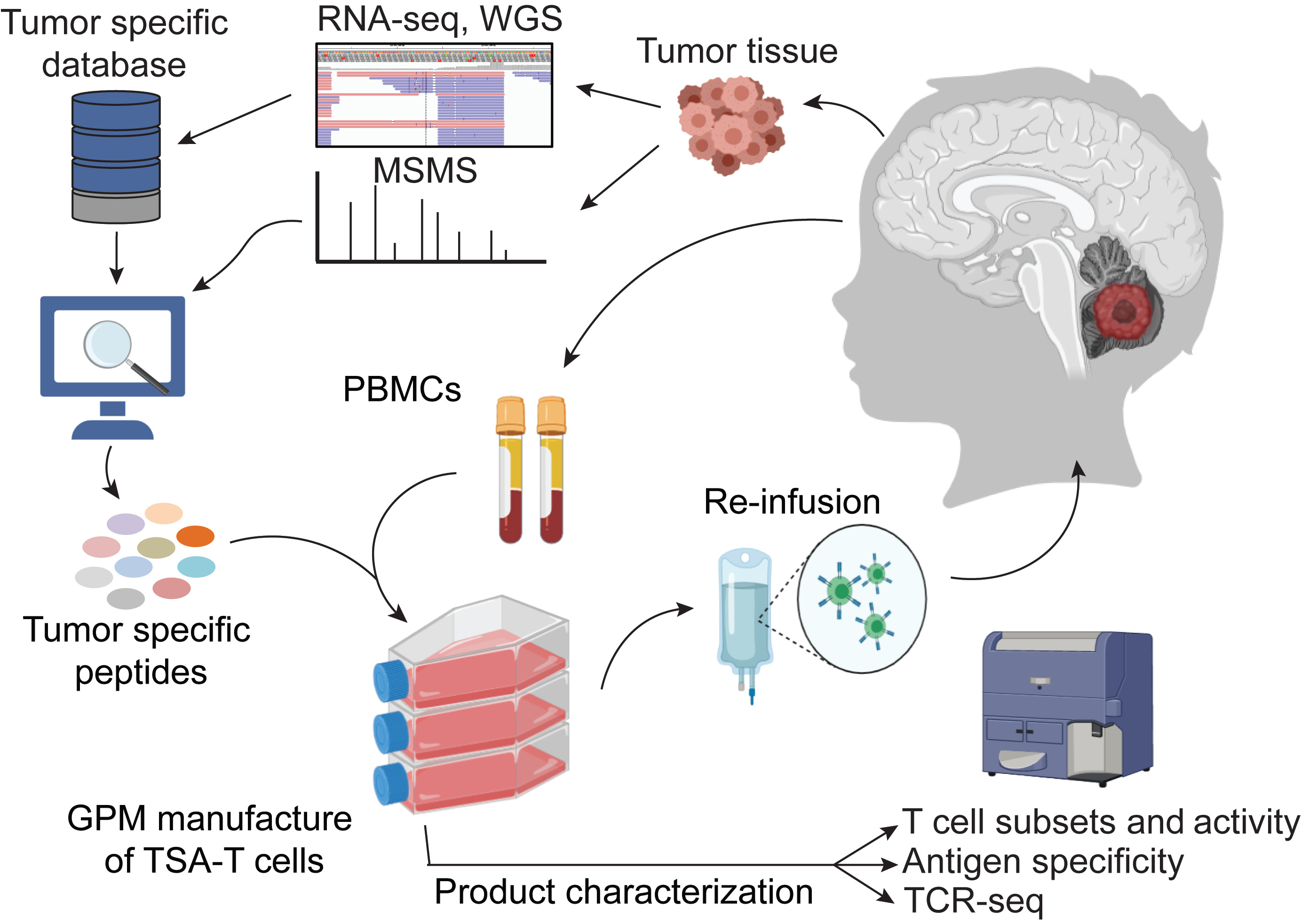 Figure 1. Schematic representation of the entire workflow for a future early phase immunotherapy clinical trial. Tumor tissue samples will be obtained from patients, and WGS and RNA-seq performed to identify tumor-specific genomic aberrations (SNV/indels, novel junctions and fusions). Protein lysates will be subjected to LC-MS/MS shotgun proteomics and spectra searched against tumor-specific databases originating from tumor WGS and RNA-seq. MS-identified peptides will be filtered using genomic and proteomic data from normal tissues to eliminate non-annotated normal proteins. Finally, autologous T cells will be expanded against the peptides, characterized for phenotype and function, and re-infused to the patient.